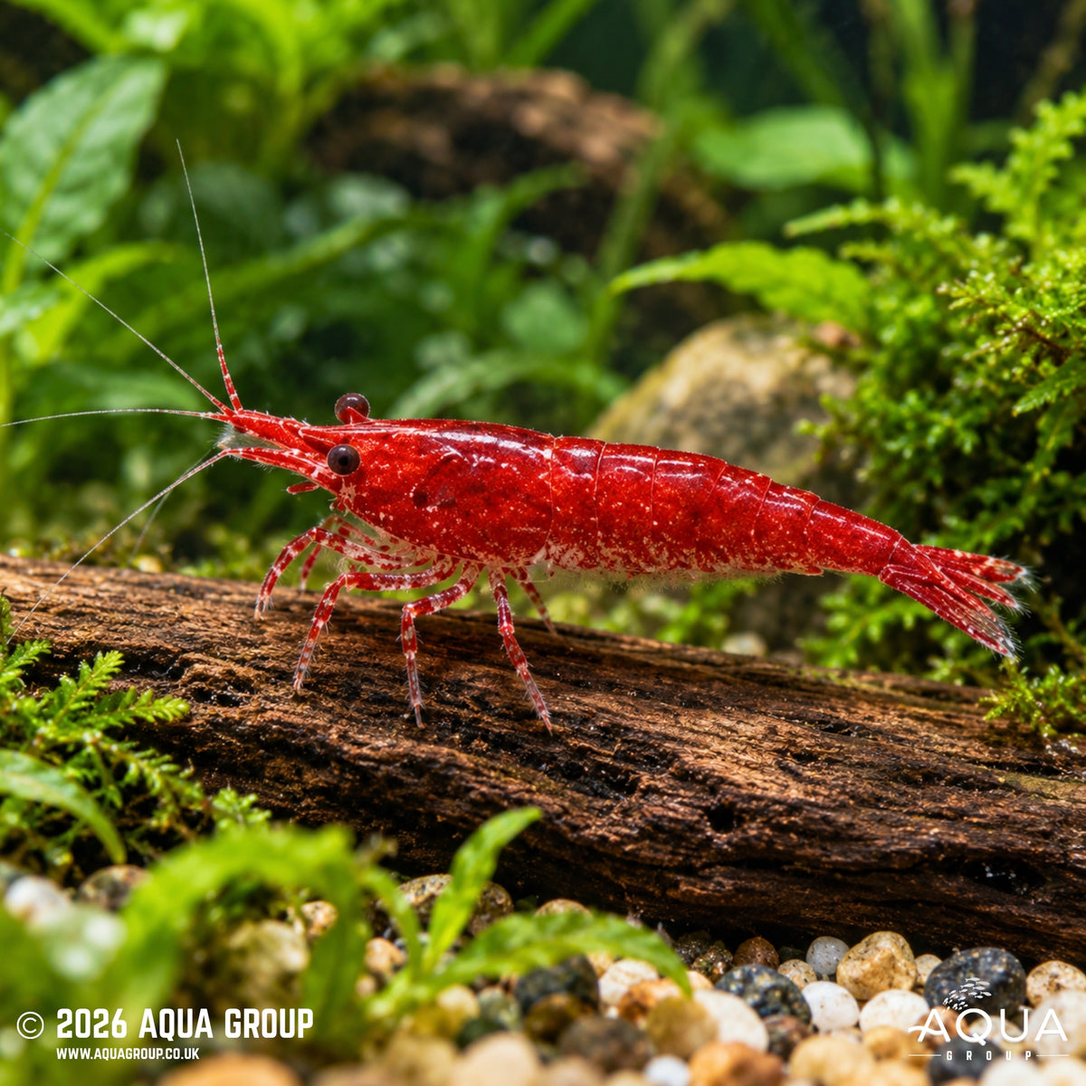 Super Red Shrimp A Grade - Neocaridina davidi