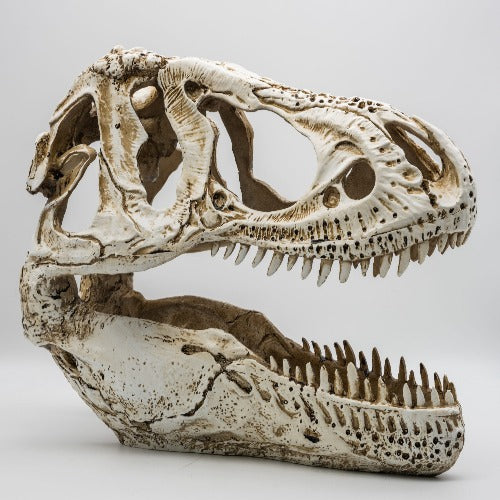 T-Rex Skull 38.5x18x28cm