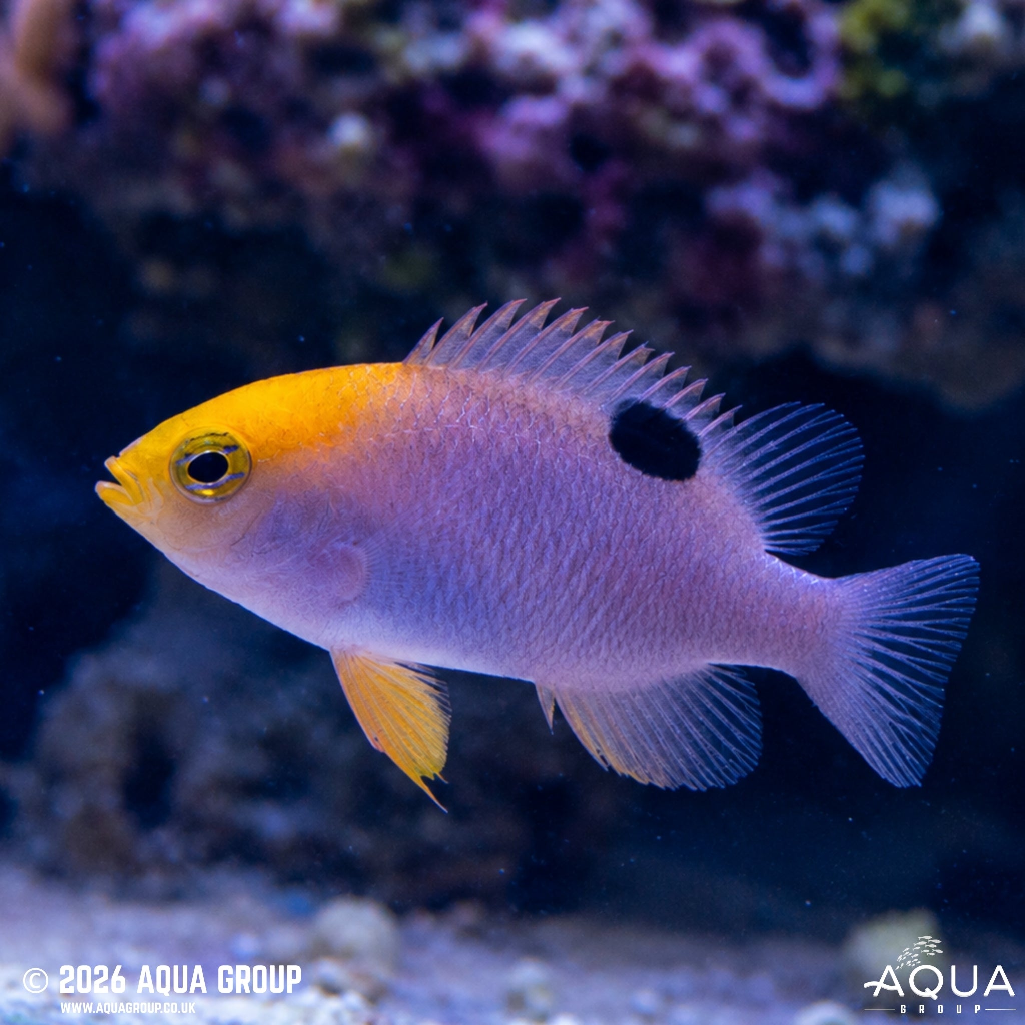 Talbot's Damsel - Chrysiptera talboti - Aqua Group