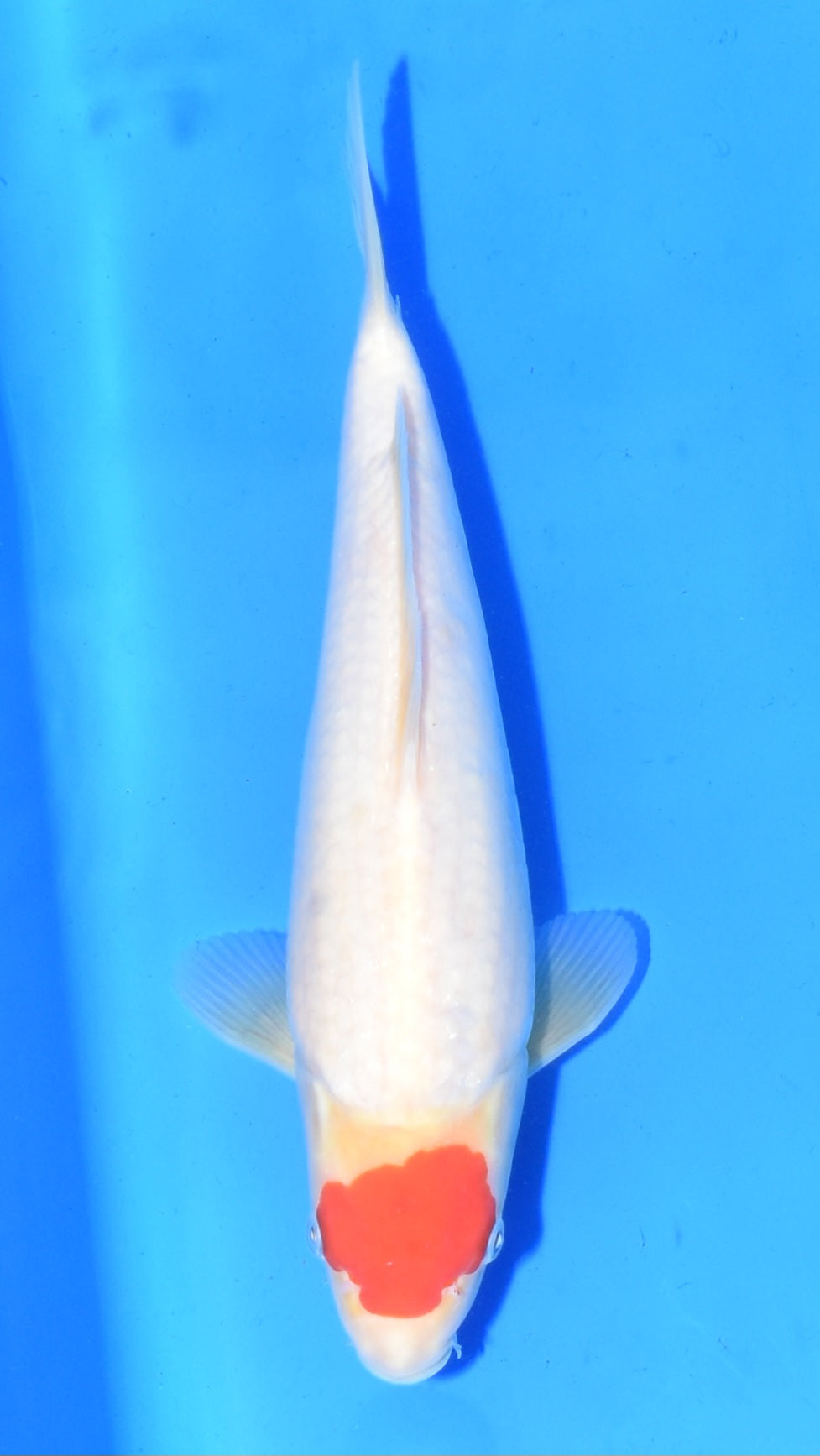 Tancho Kohaku - Ogata - Jumbo Tosai