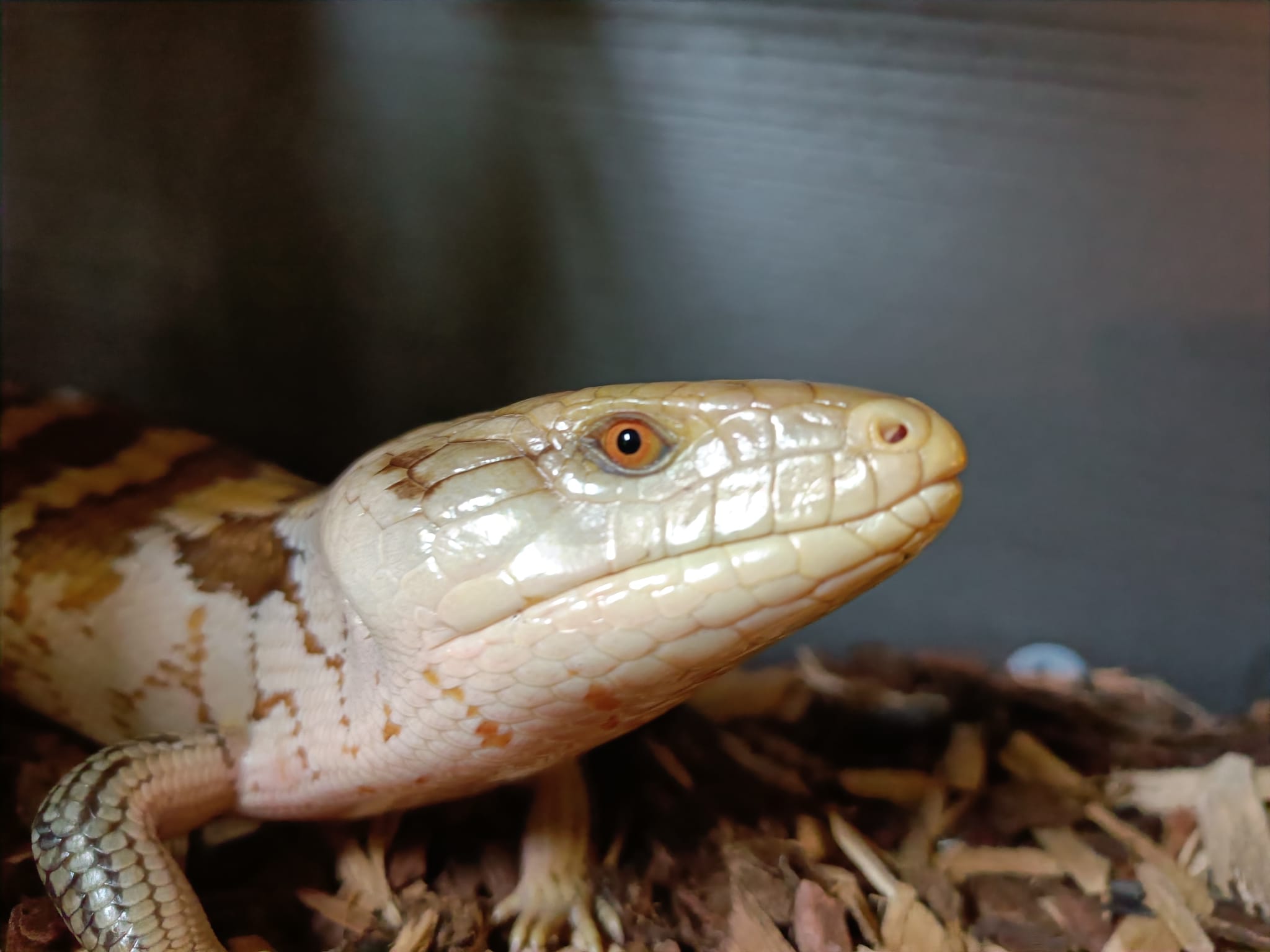 Tanimbar Island Blue-Tongued Skink