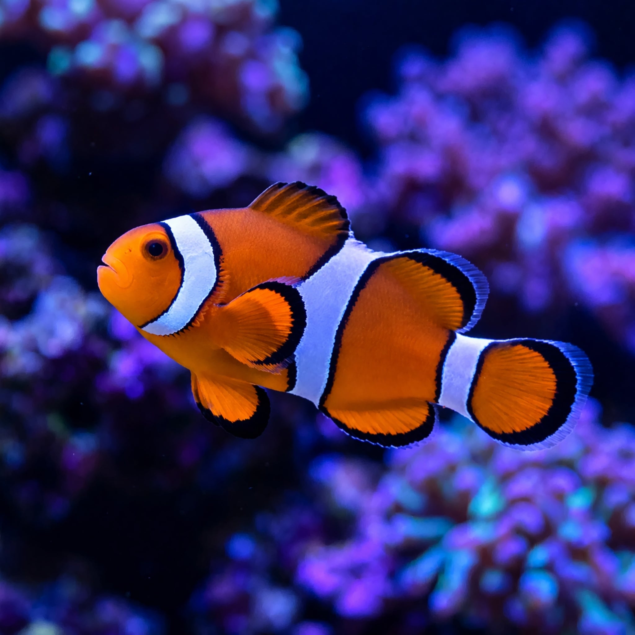 Tank Bred Clownfish - Amphiprion ocellaris