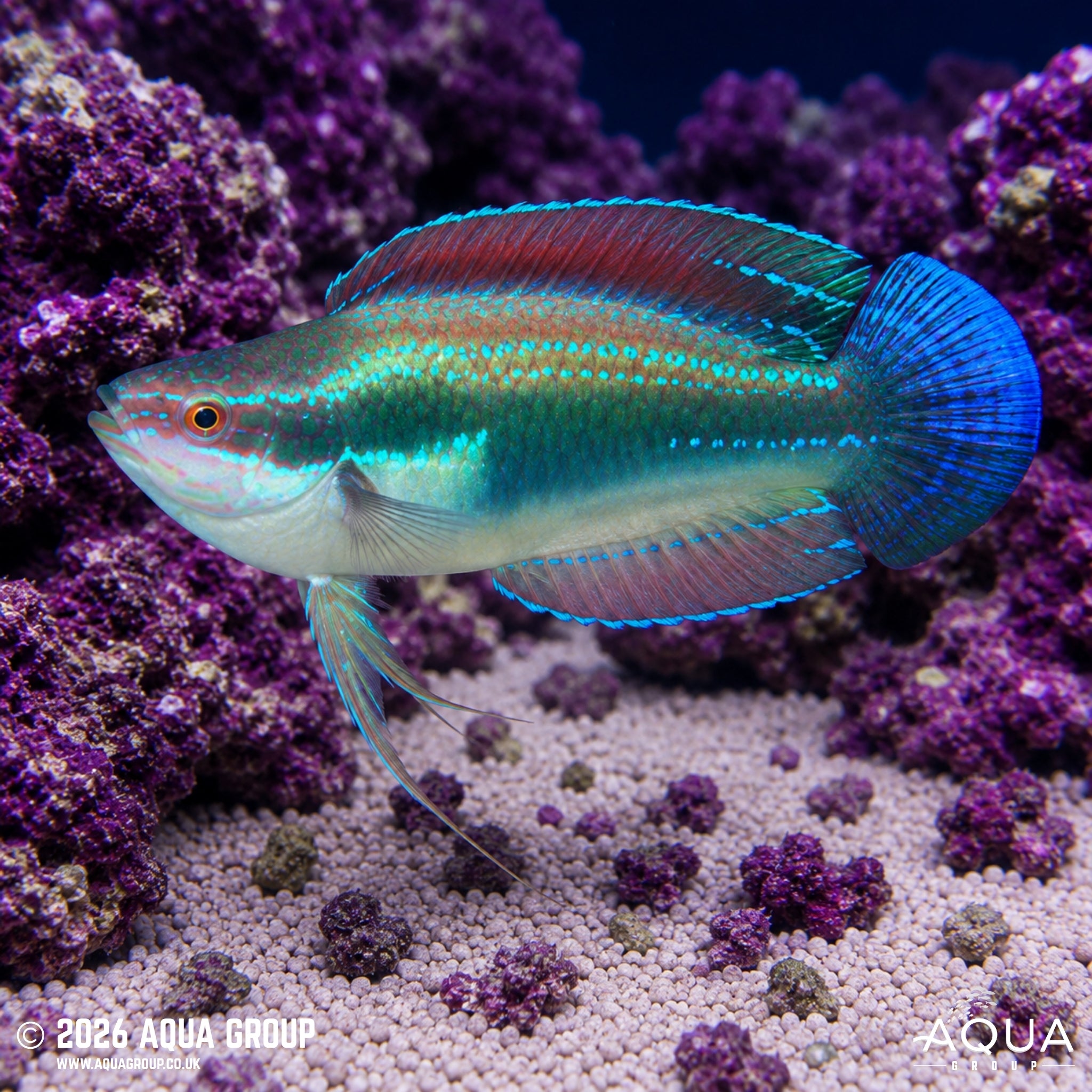 Temminck's Fairy Wrasse - Cirrhilabrus temminckii