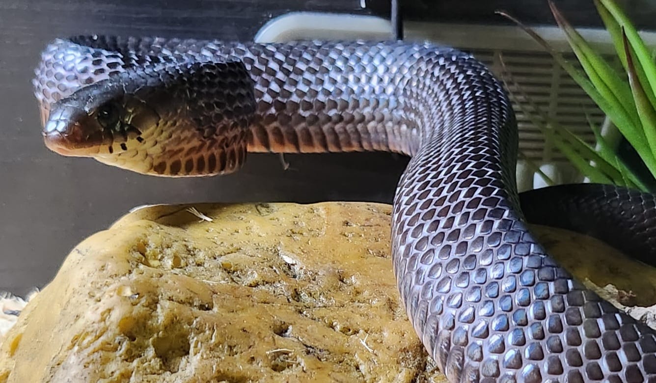 Texas Indigo Snake (Drymarchon Melanurus Erebennus)