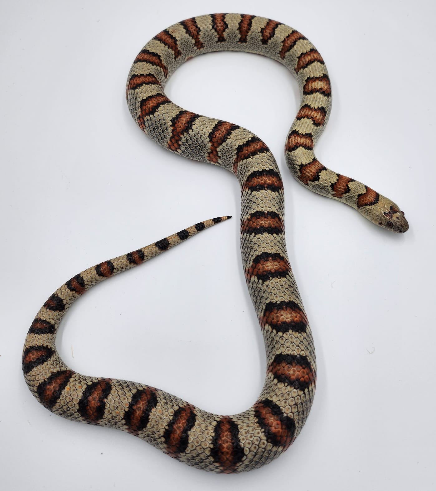 Thayer's King Snake- Adult Female