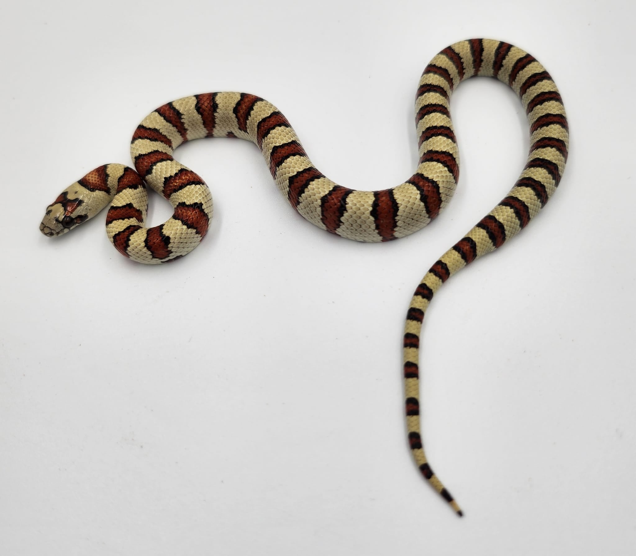 Thayer's King Snake- 2024