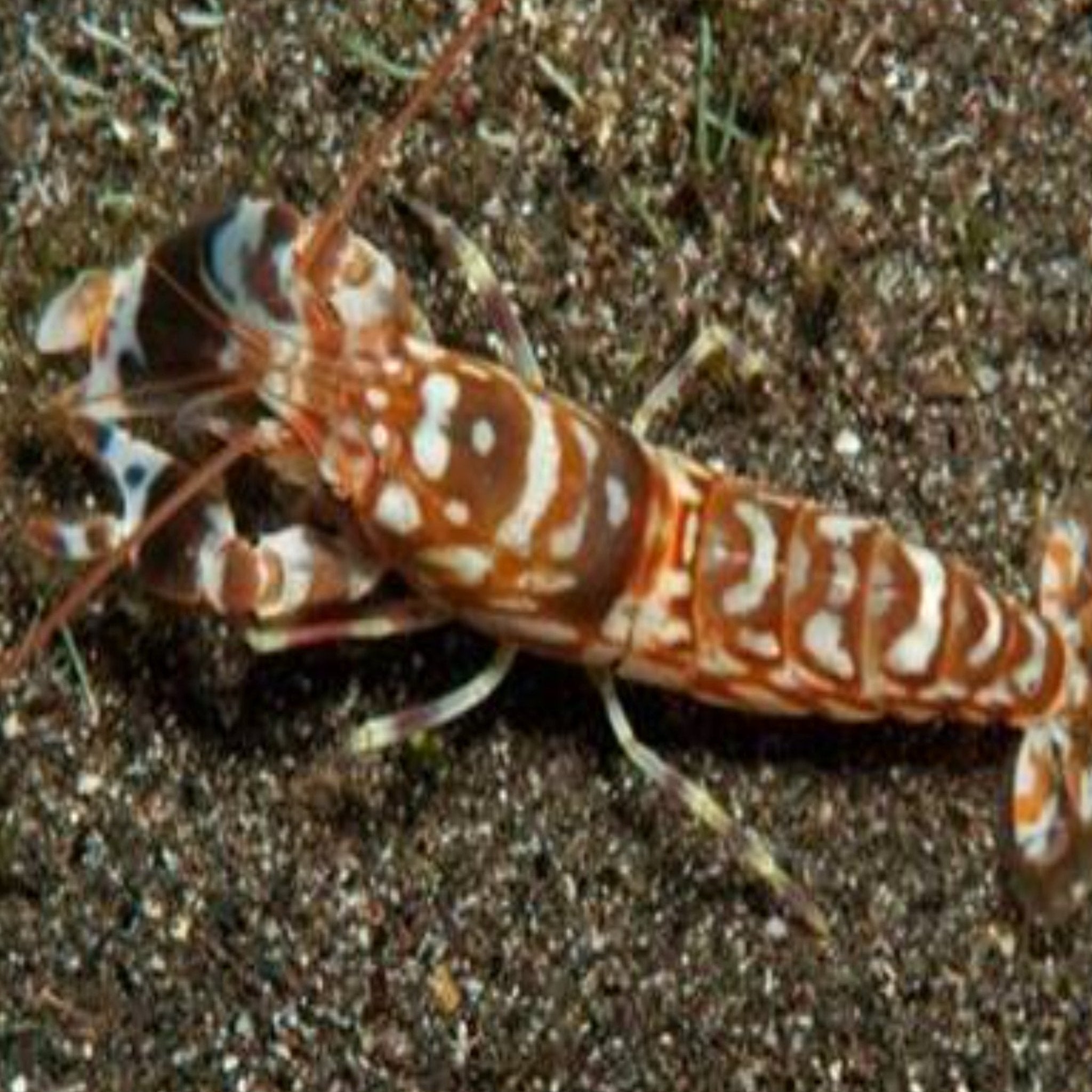 Tiger Pistol Shrimp