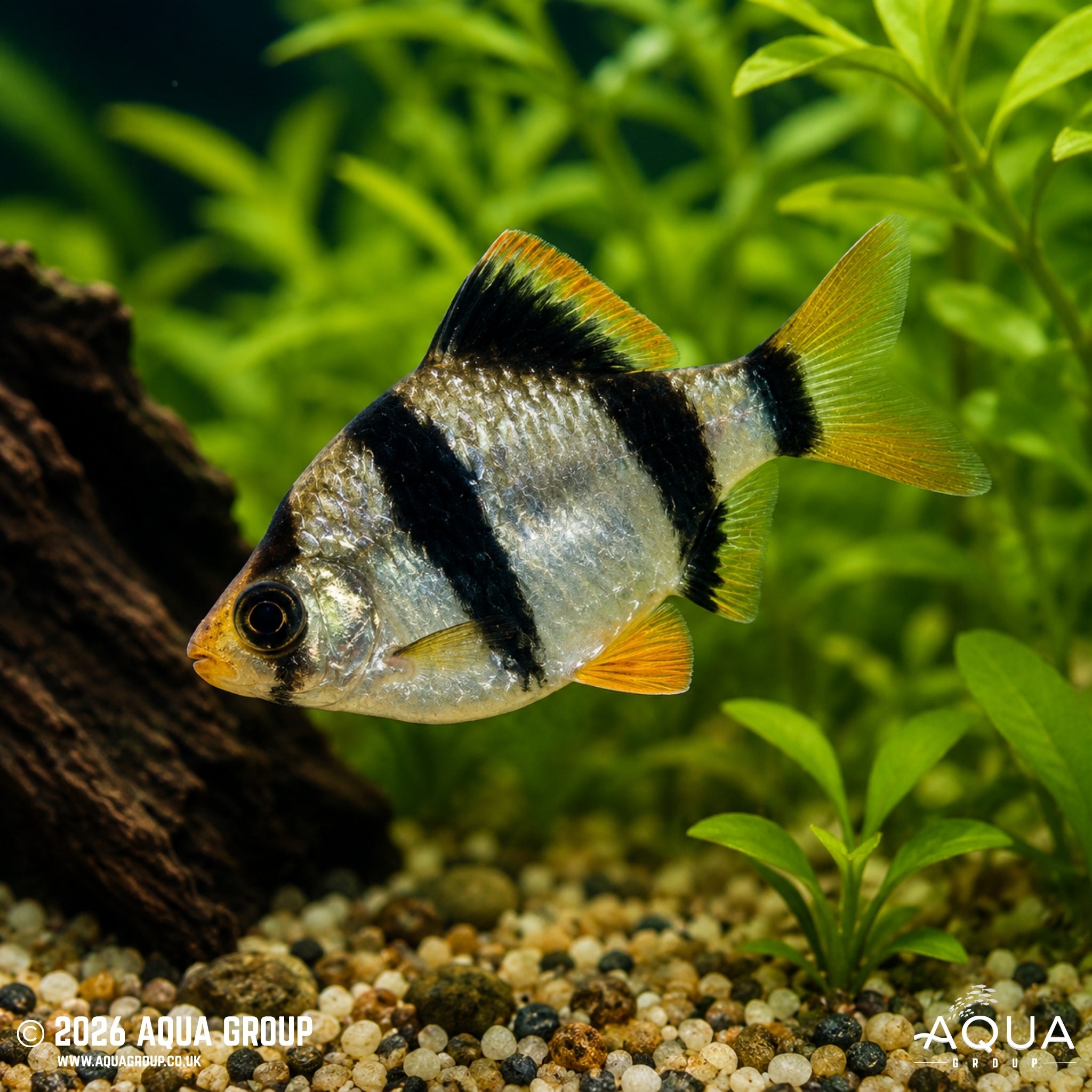 Tiger Barb - Capoeta tetrazona