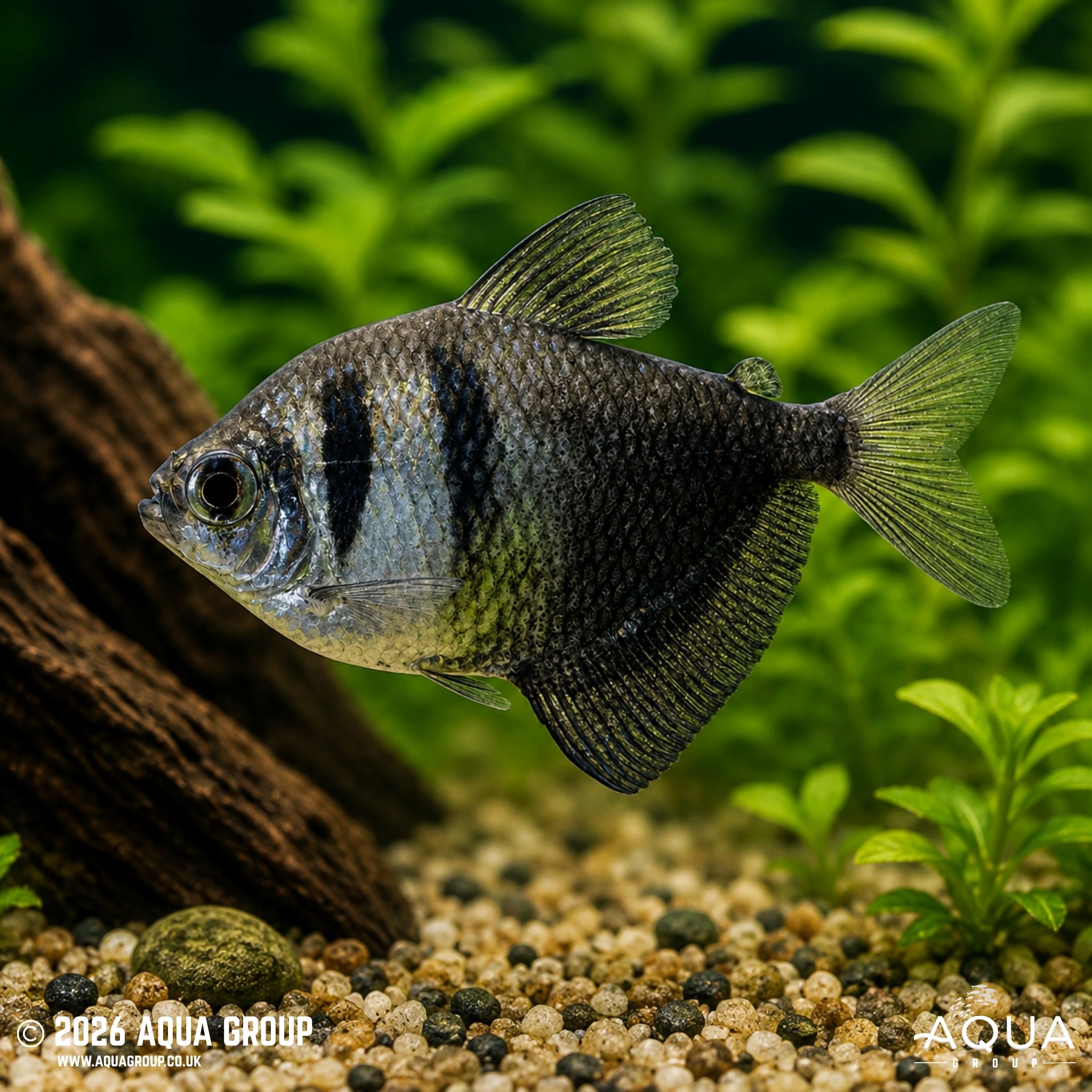 Black Widow Tetra - Gymnocorymbus ternetzi