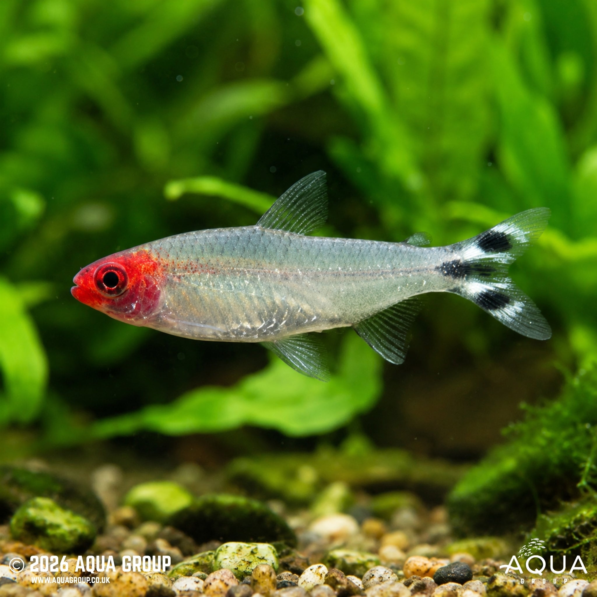 Rummynose Tetra - Petitella bleheri - Aqua Group