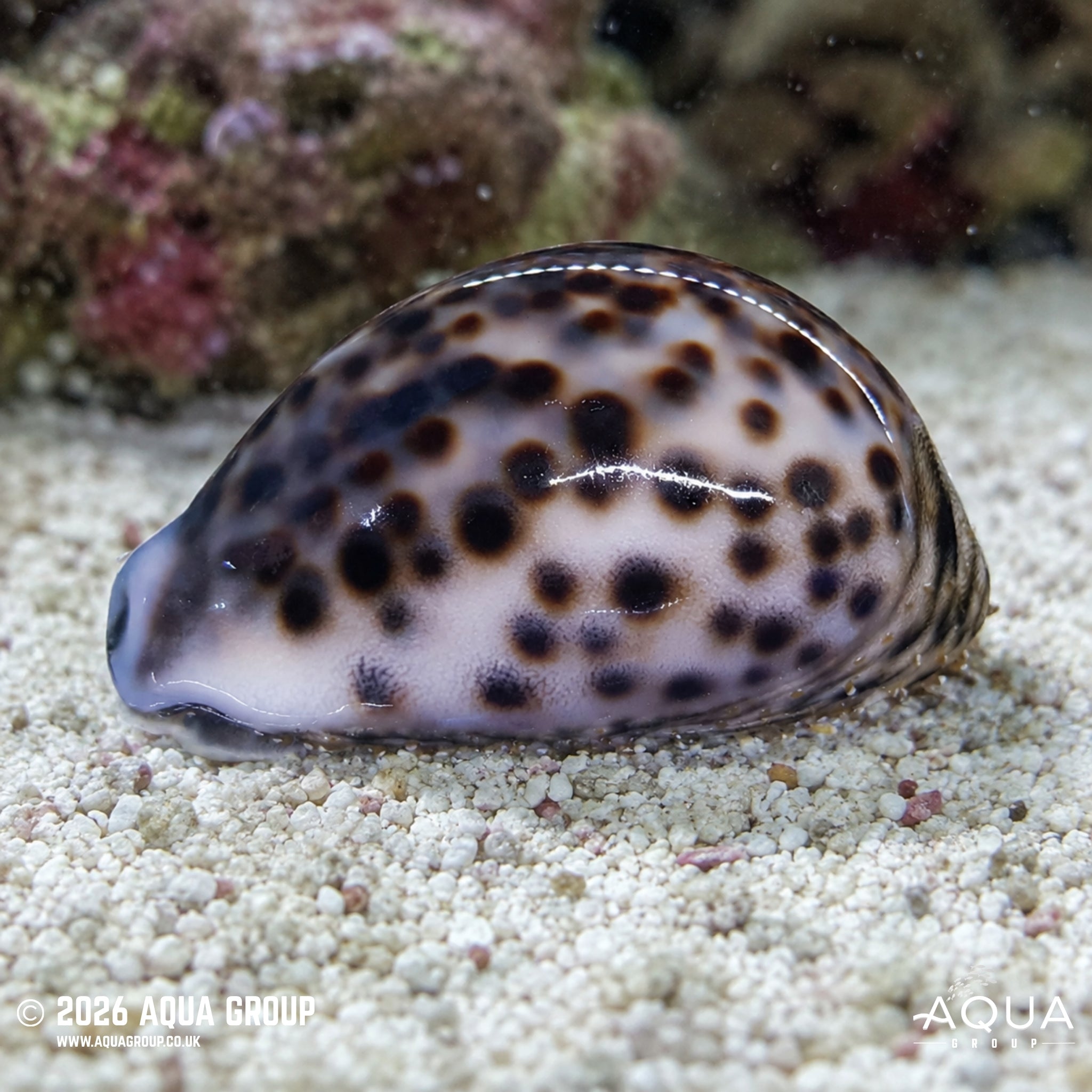 Tiger Cowrie - Cypraea tigrinus