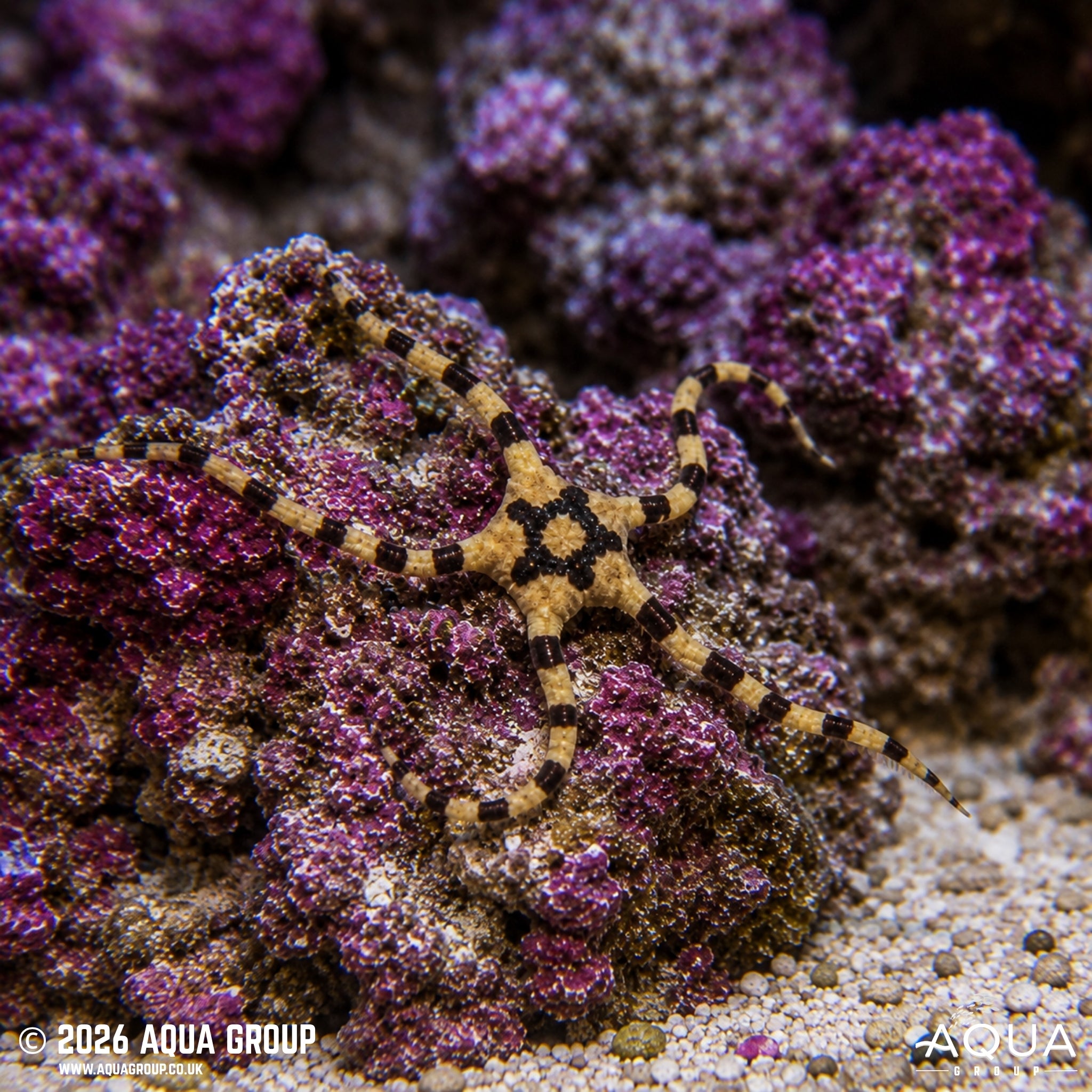 Tiger Serpent Starfish - Ophiolepis superba