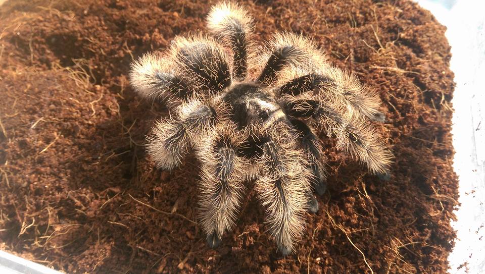 Tliltocatl Albopilosus (Curly Hair) 8-10cm Large Juvenile