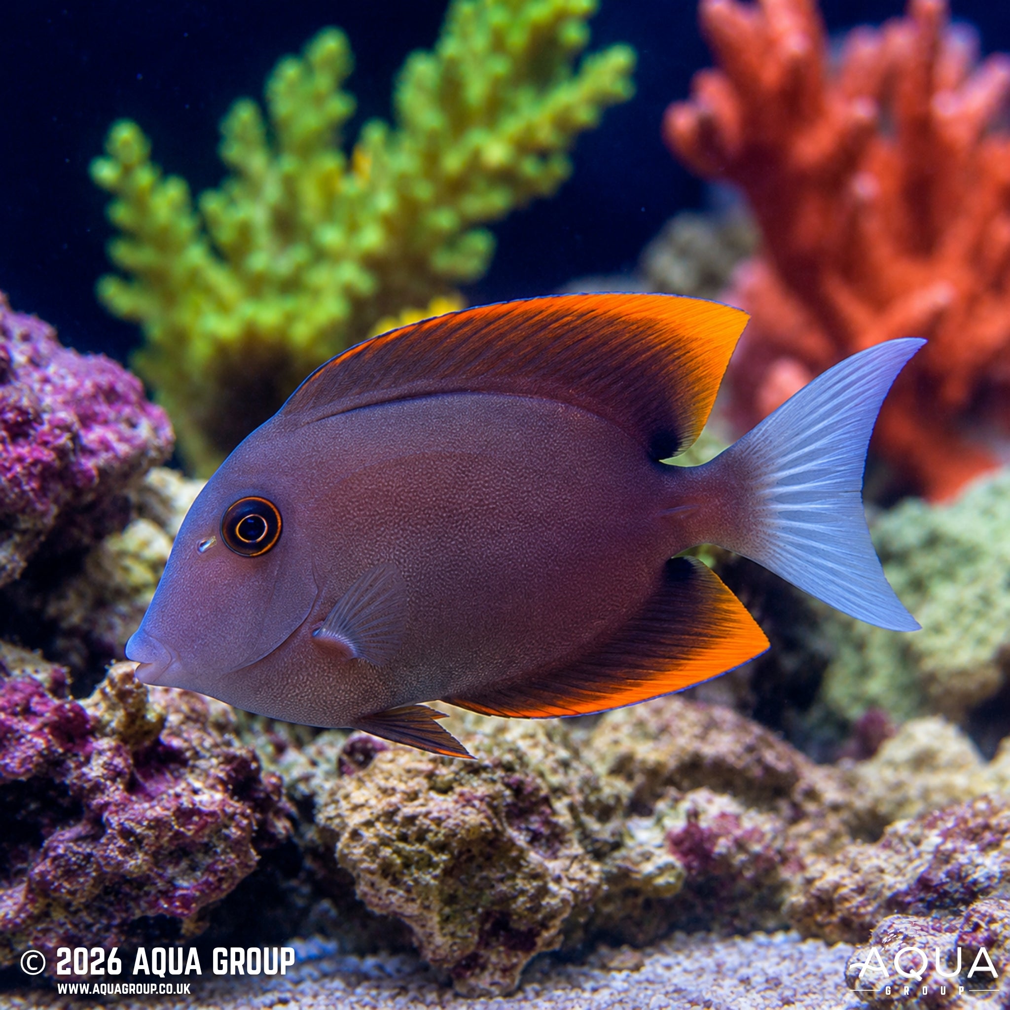 Tomini Tang - Ctenochaetus tominiensis - Aqua Group