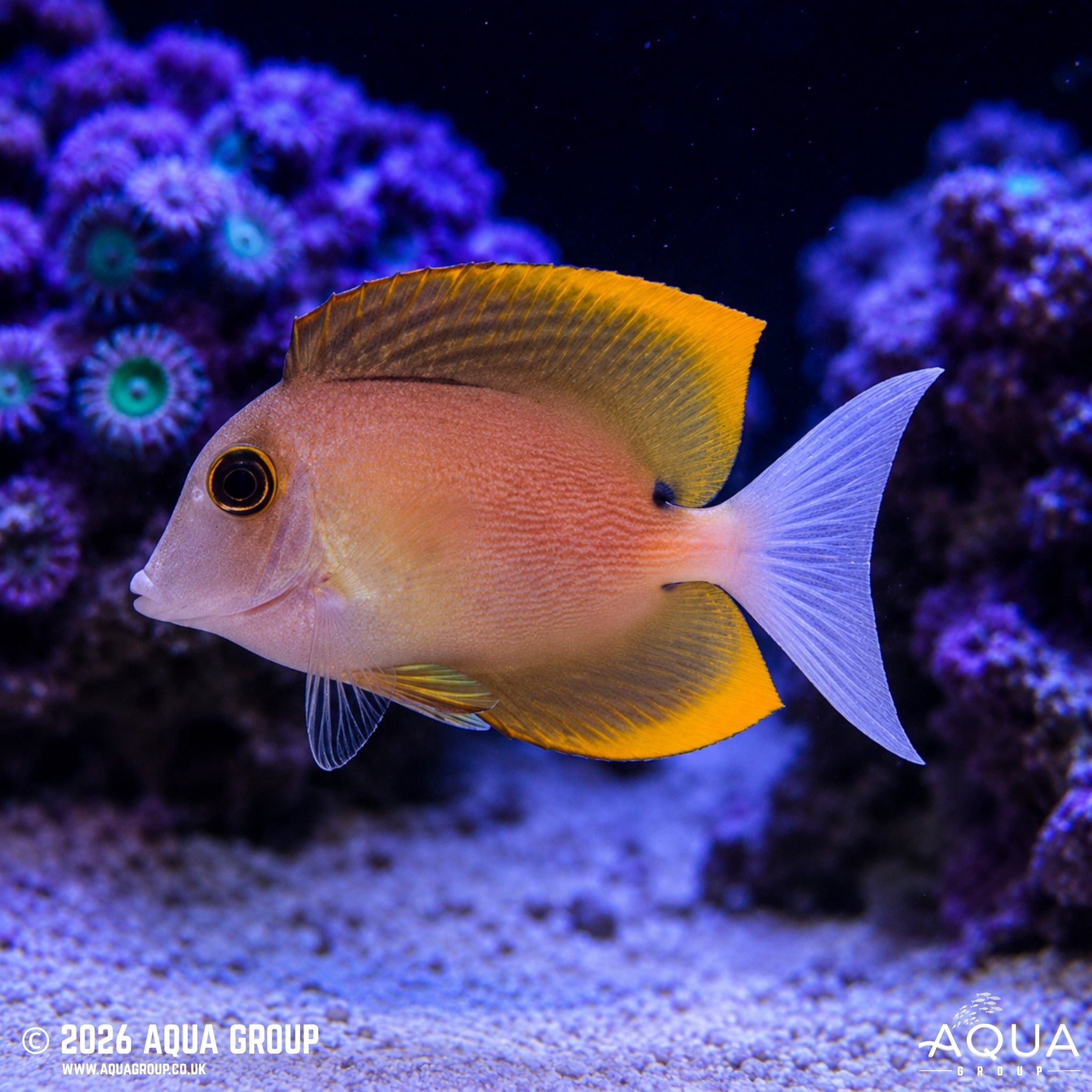 Tomini Tang - Ctenochaetus tominiensis - Aqua Group