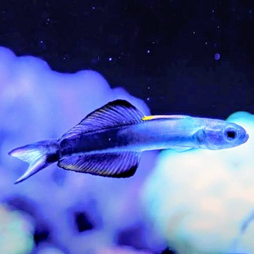 Torpedo Goby - West Ind Ocean