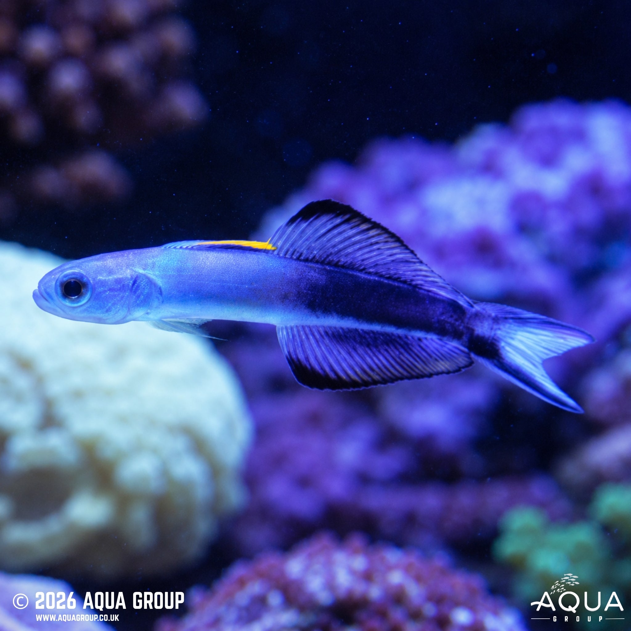 Torpedo Goby - Ptereleotris evides - Aqua Group