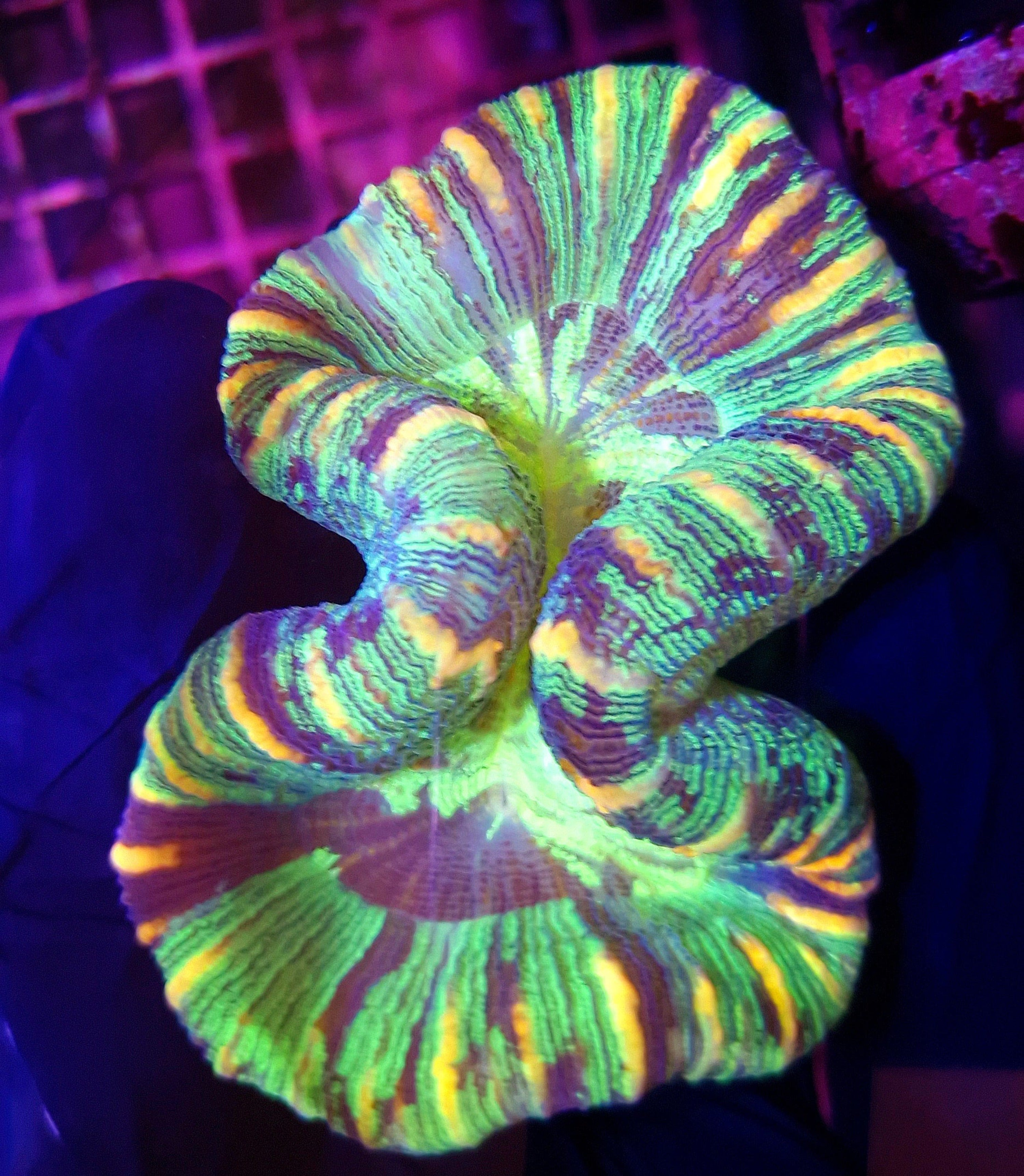 Rainbow trachyphyllia deals