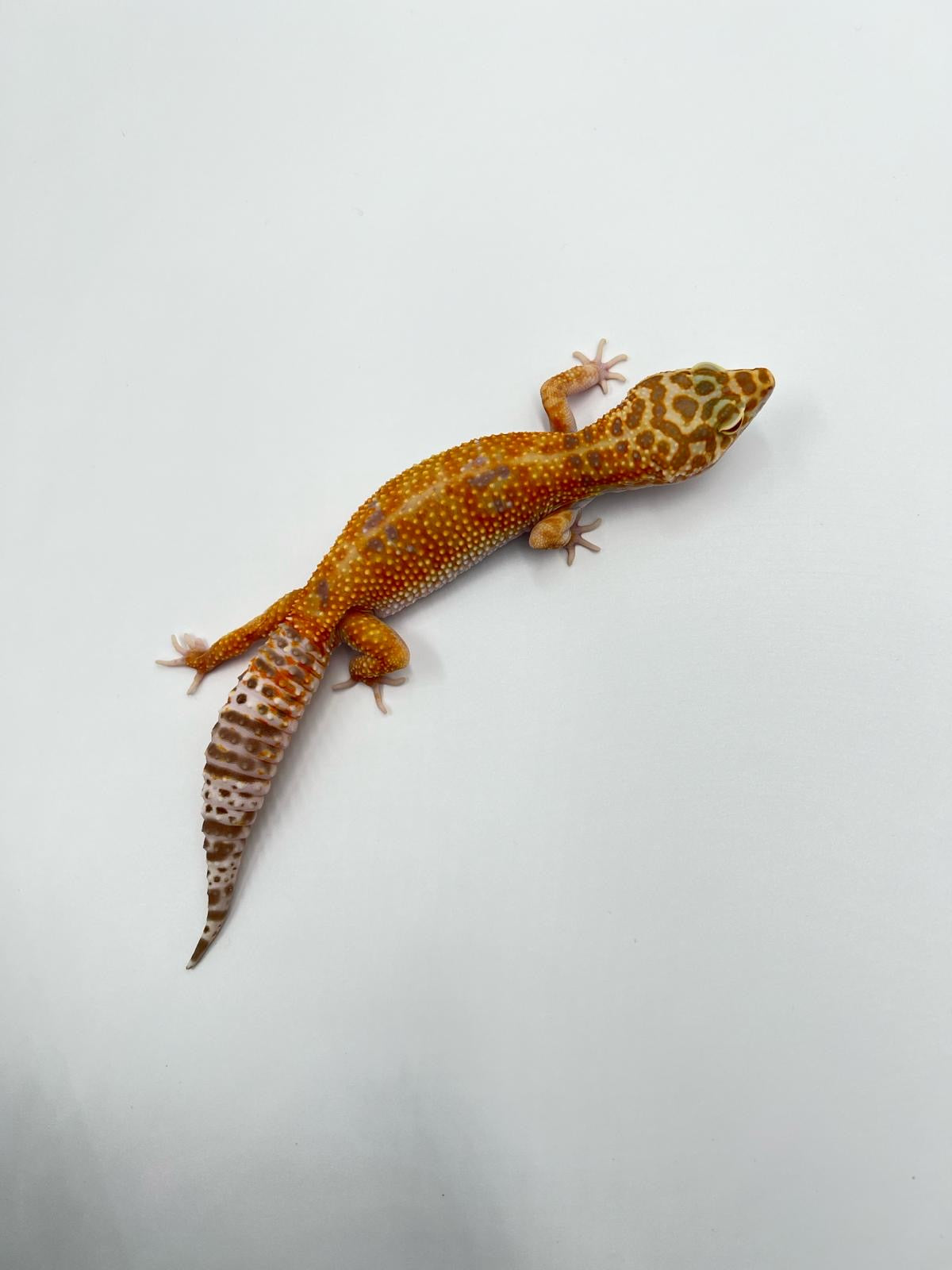 Tremper Albino Female Leopard Gecko