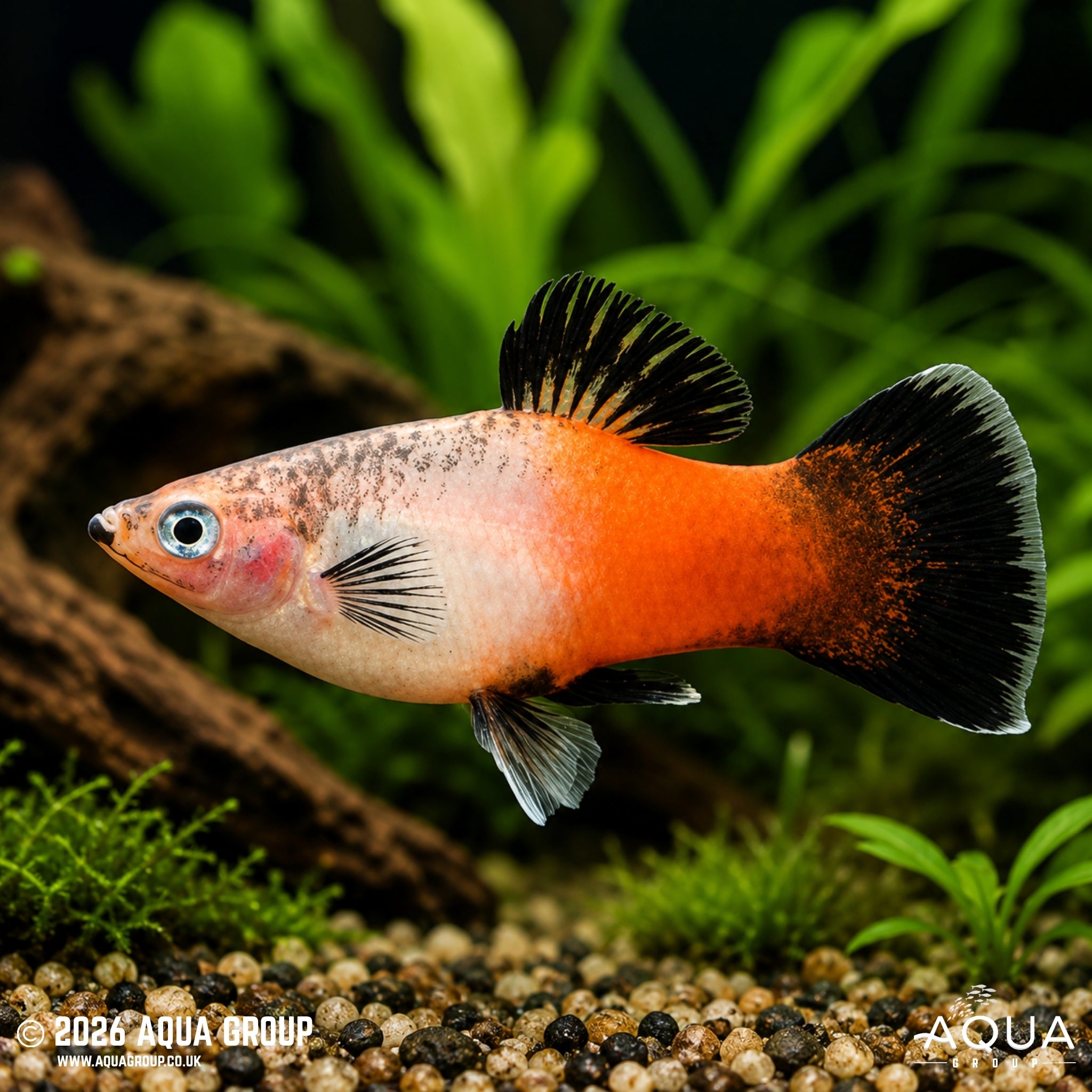 Tricolour Hifin Platy - Xiphophorus maculatus - Aqua Group