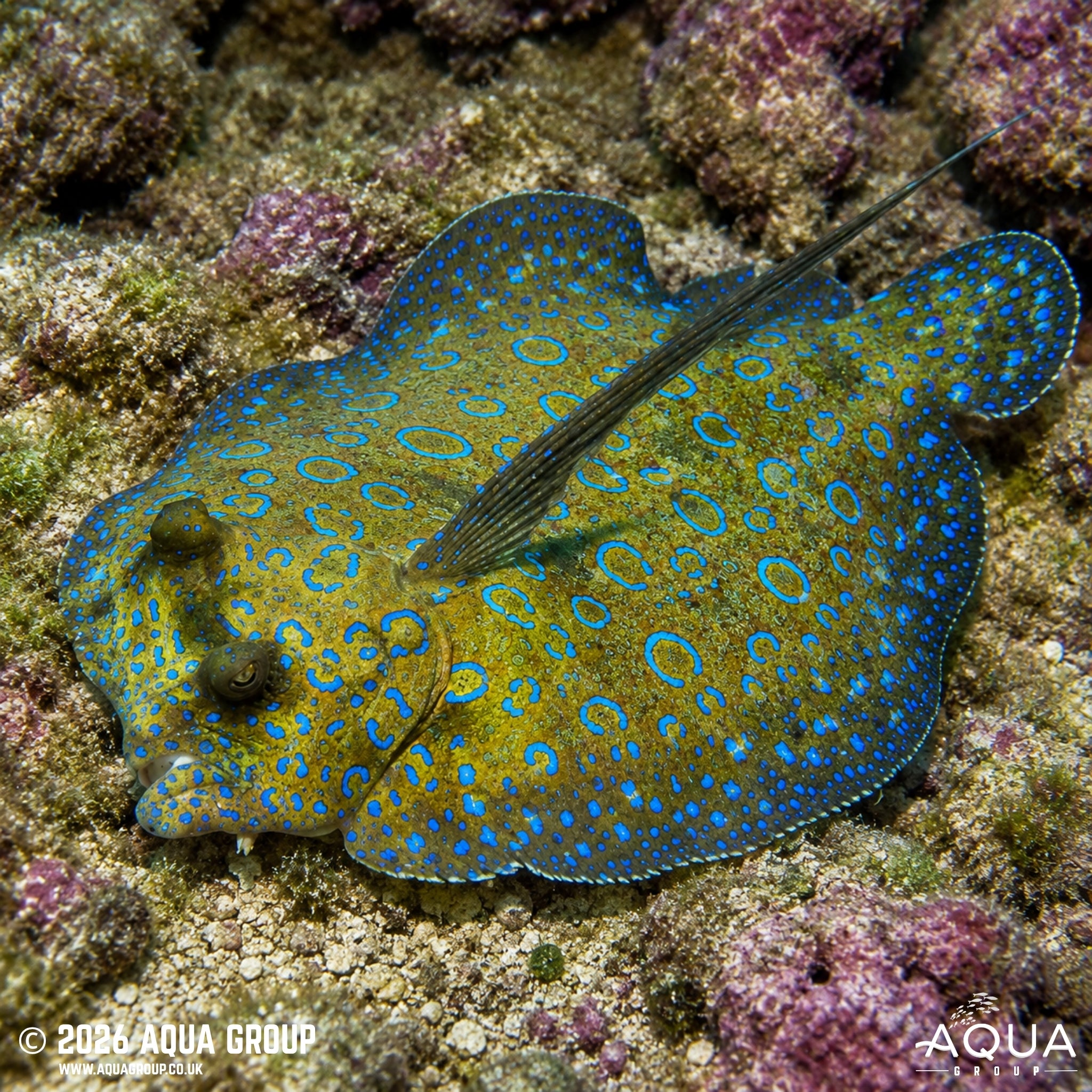 Tropical Flounder - Bothus Mancus