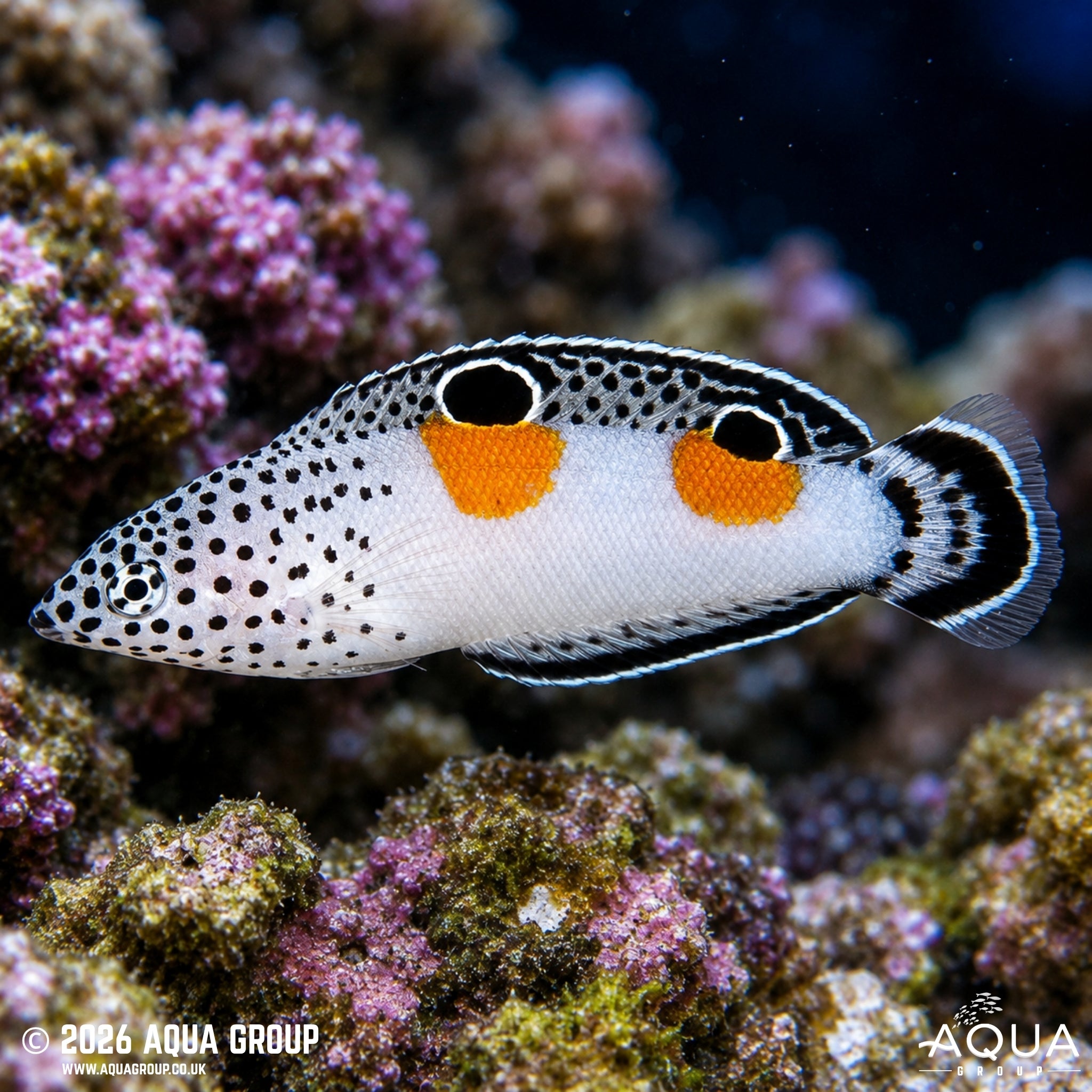 Twospot Maori Wrasse [Cheilinus bimaculatus]