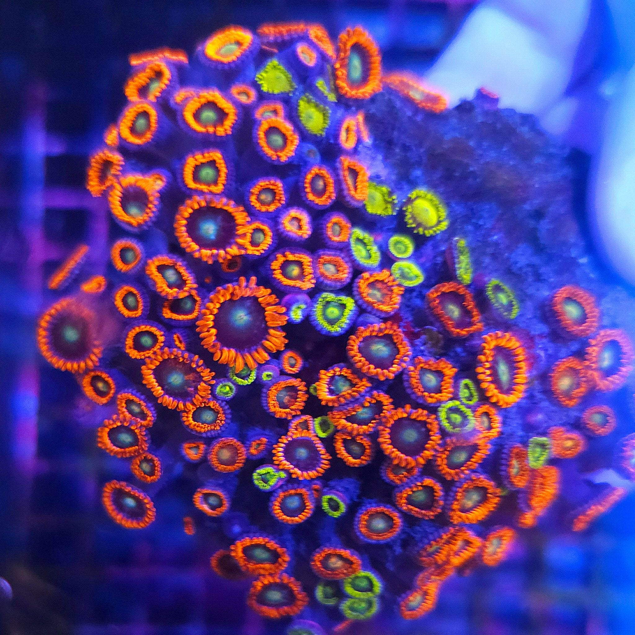 Ultra Zoa Colony