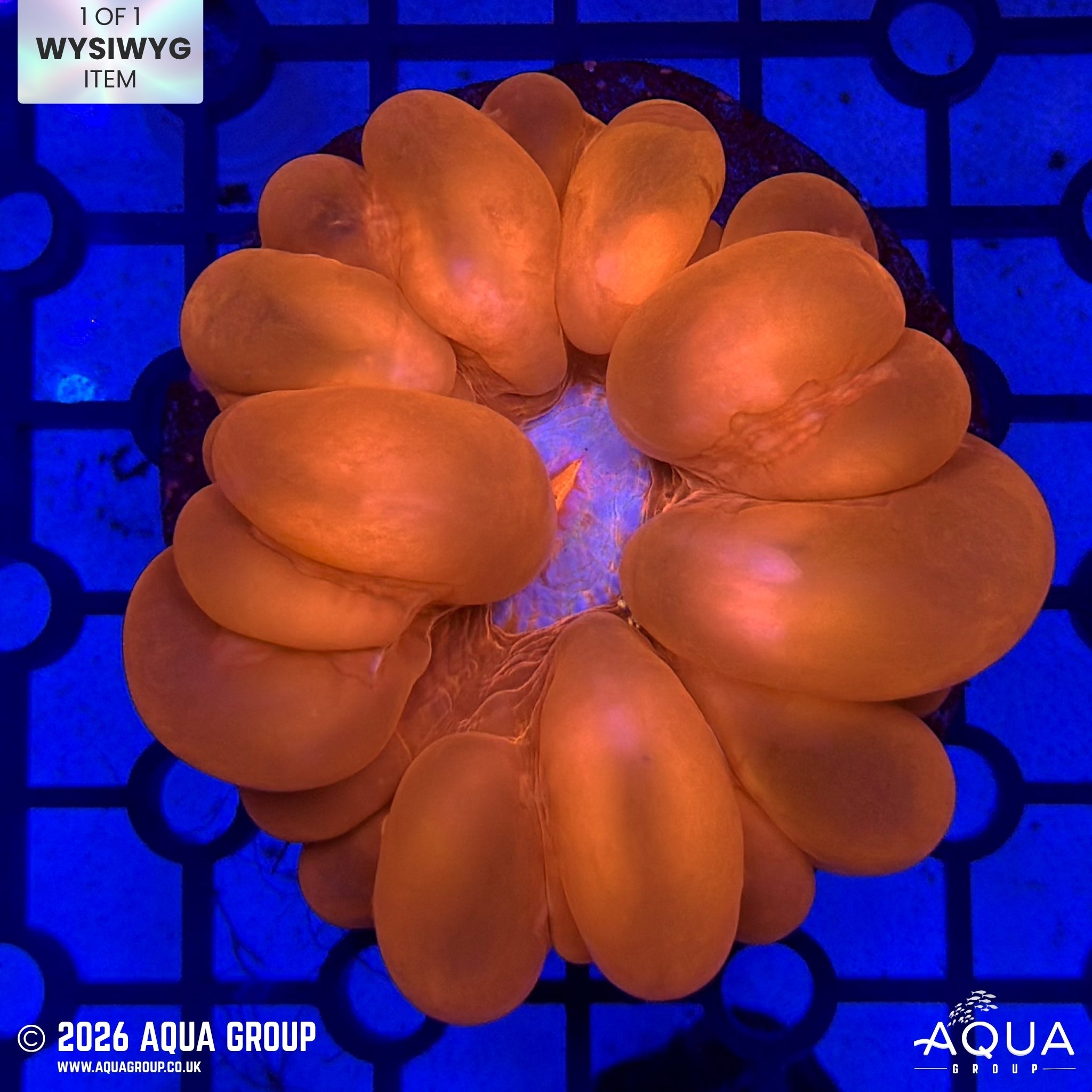 Ultra Red Cynarina #6 - WYSIWYG