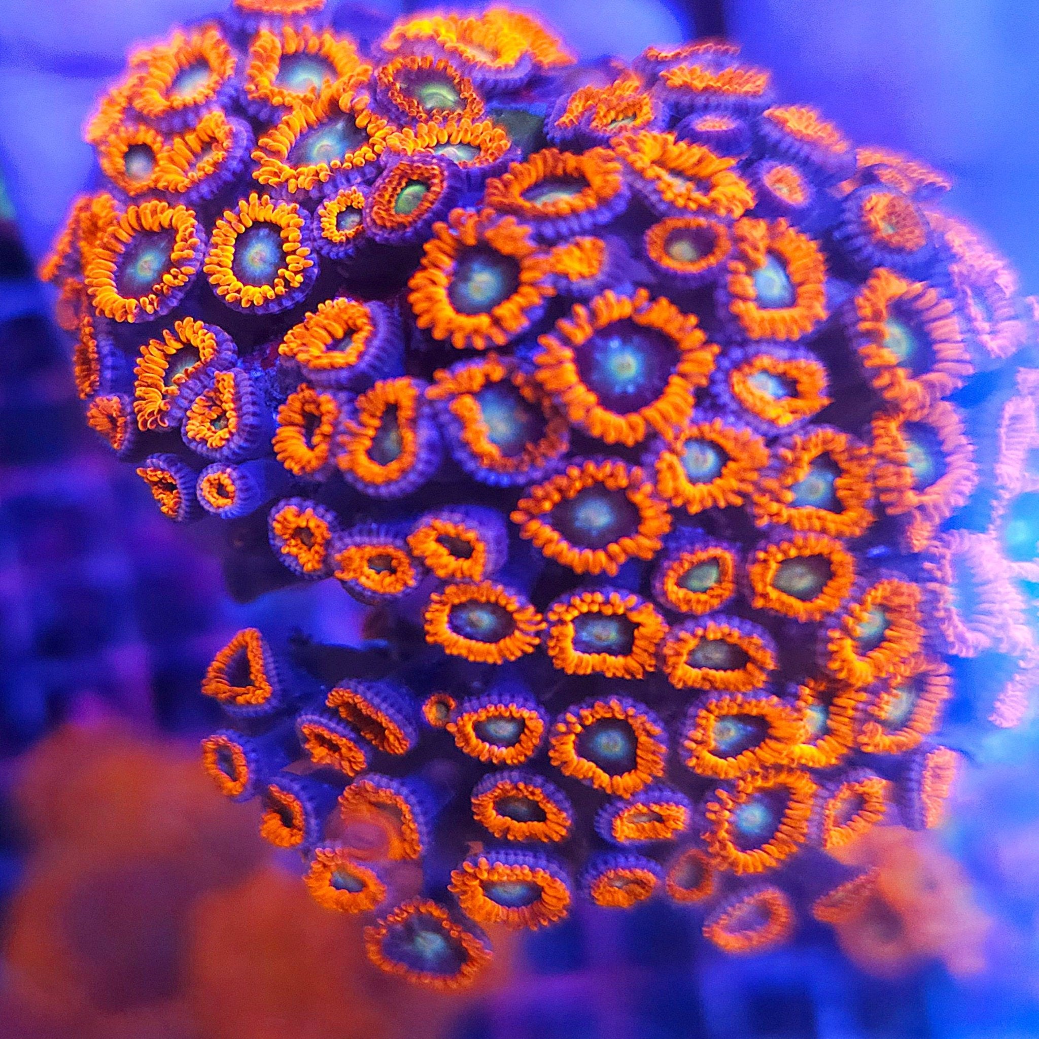 Ultra Zoa Colony