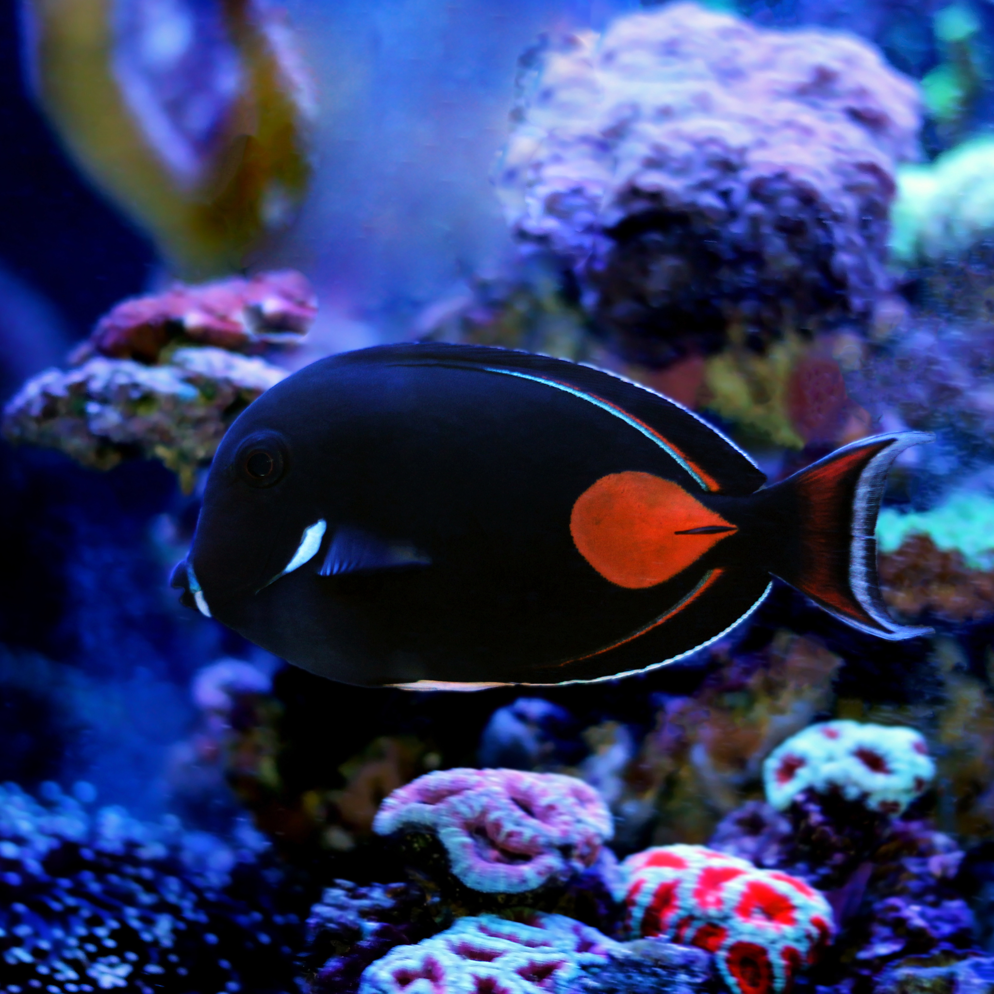 Achilles Tang