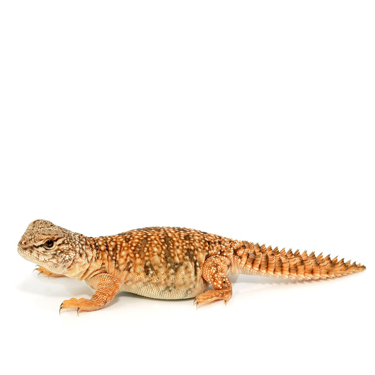 Moroccan Uromastyxs