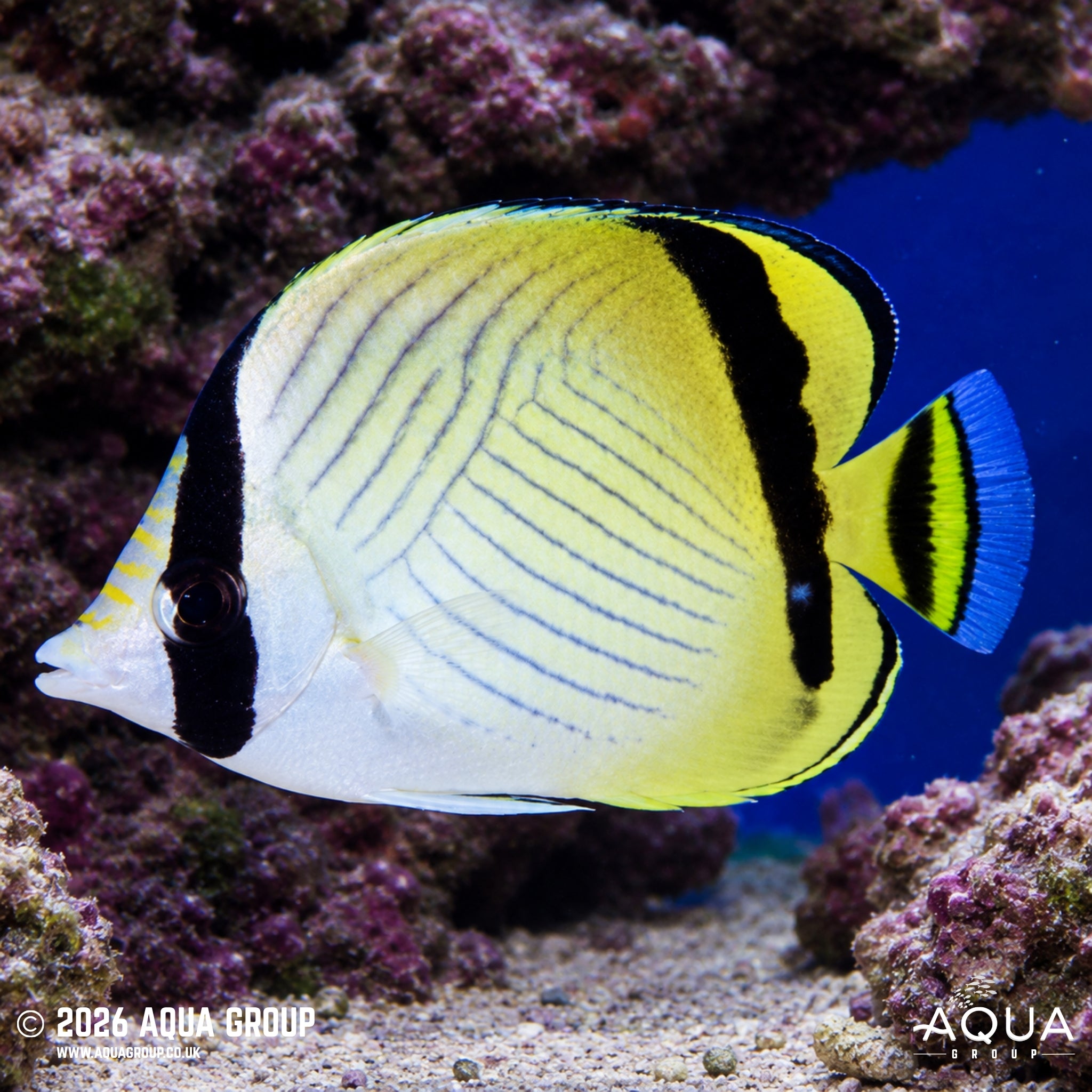 Vagabond Butterflyfish - Chaetodon  vagabundus