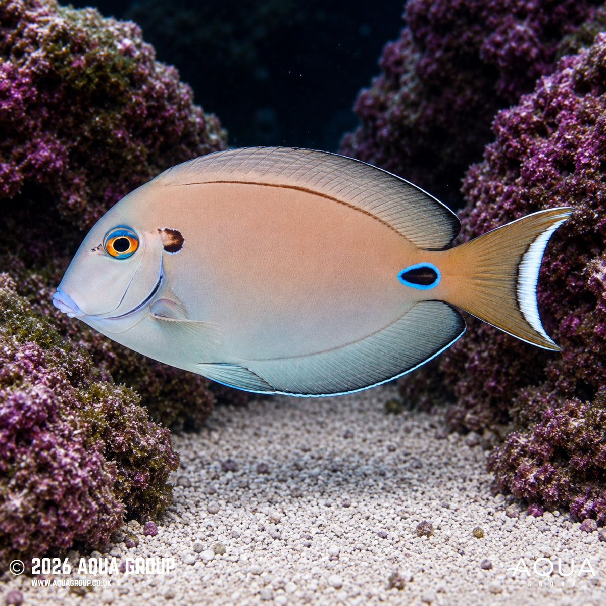 Vampire Tang - Acanthurus tennentii - Aqua Group
