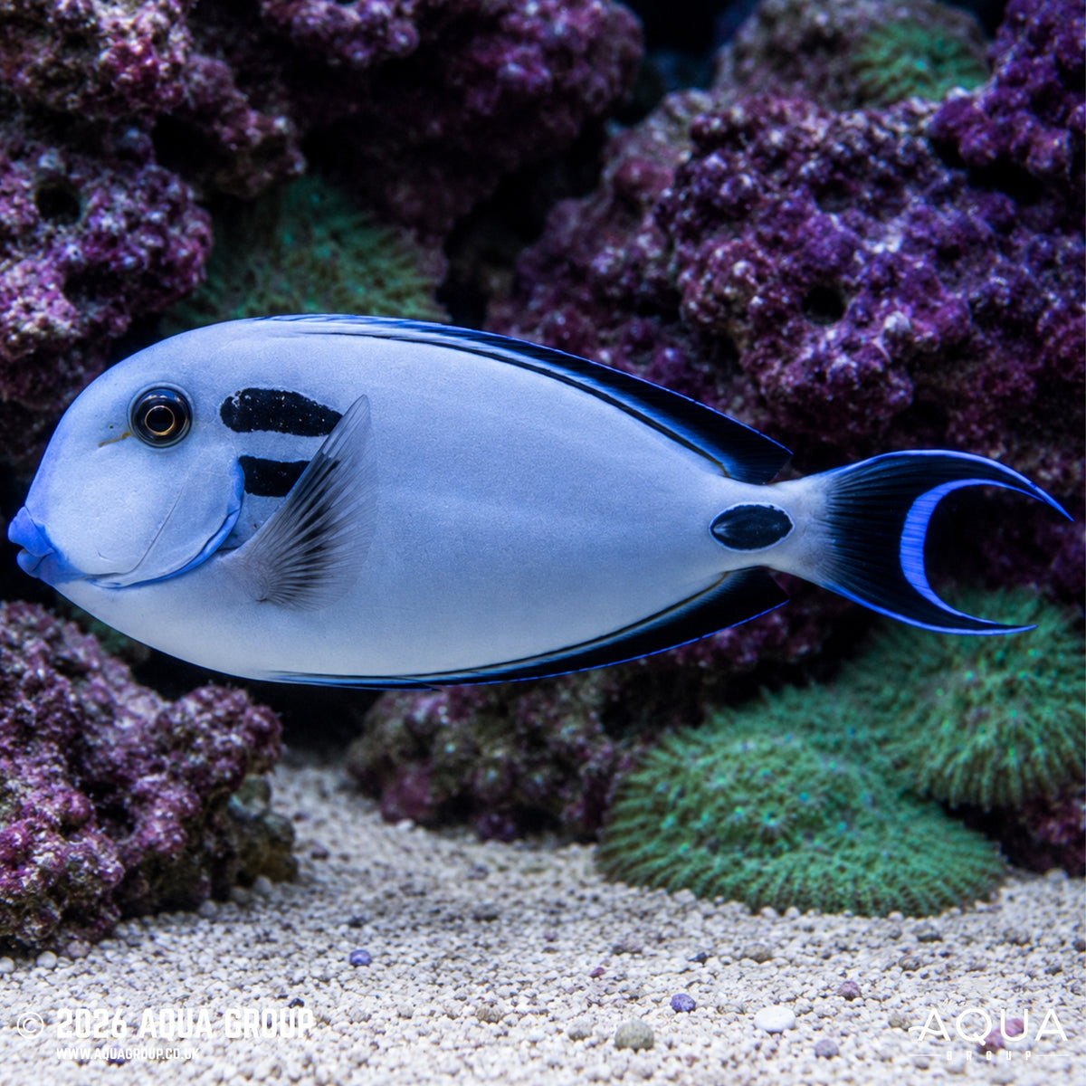 Vampire Tang - Acanthurus tennentii - Aqua Group