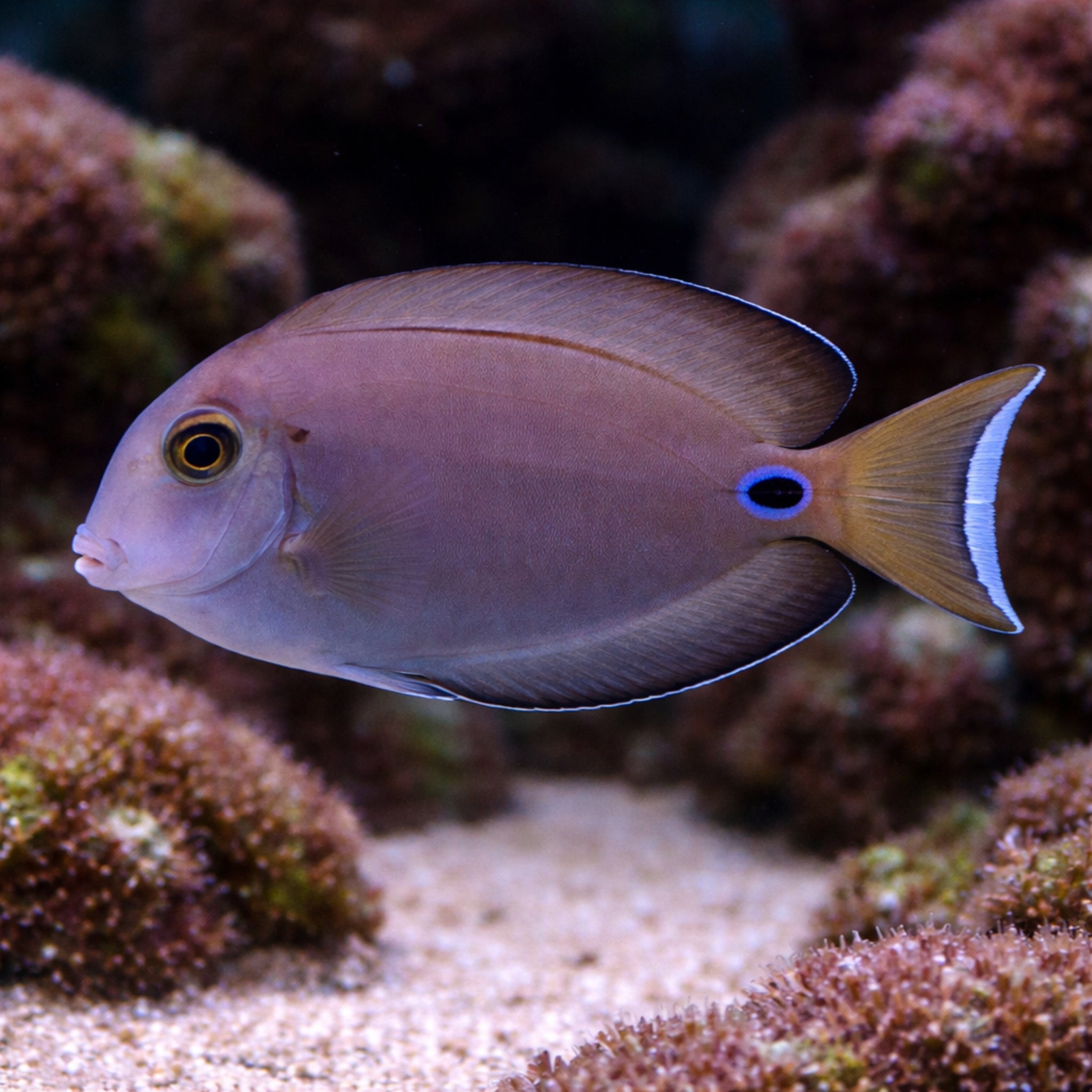 Vampire Tang - Acanthurus tennentii - Aqua Group