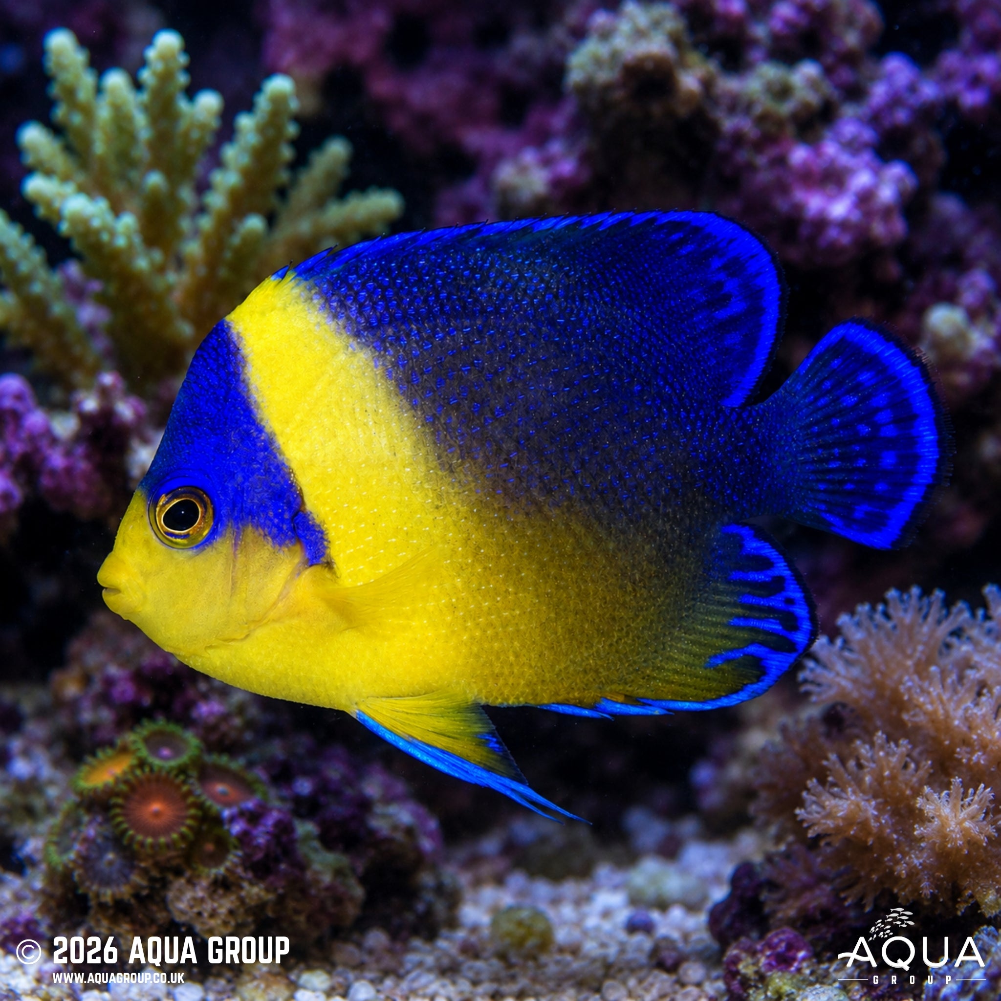 Venustus Angelfish - Paracentropyge venusta