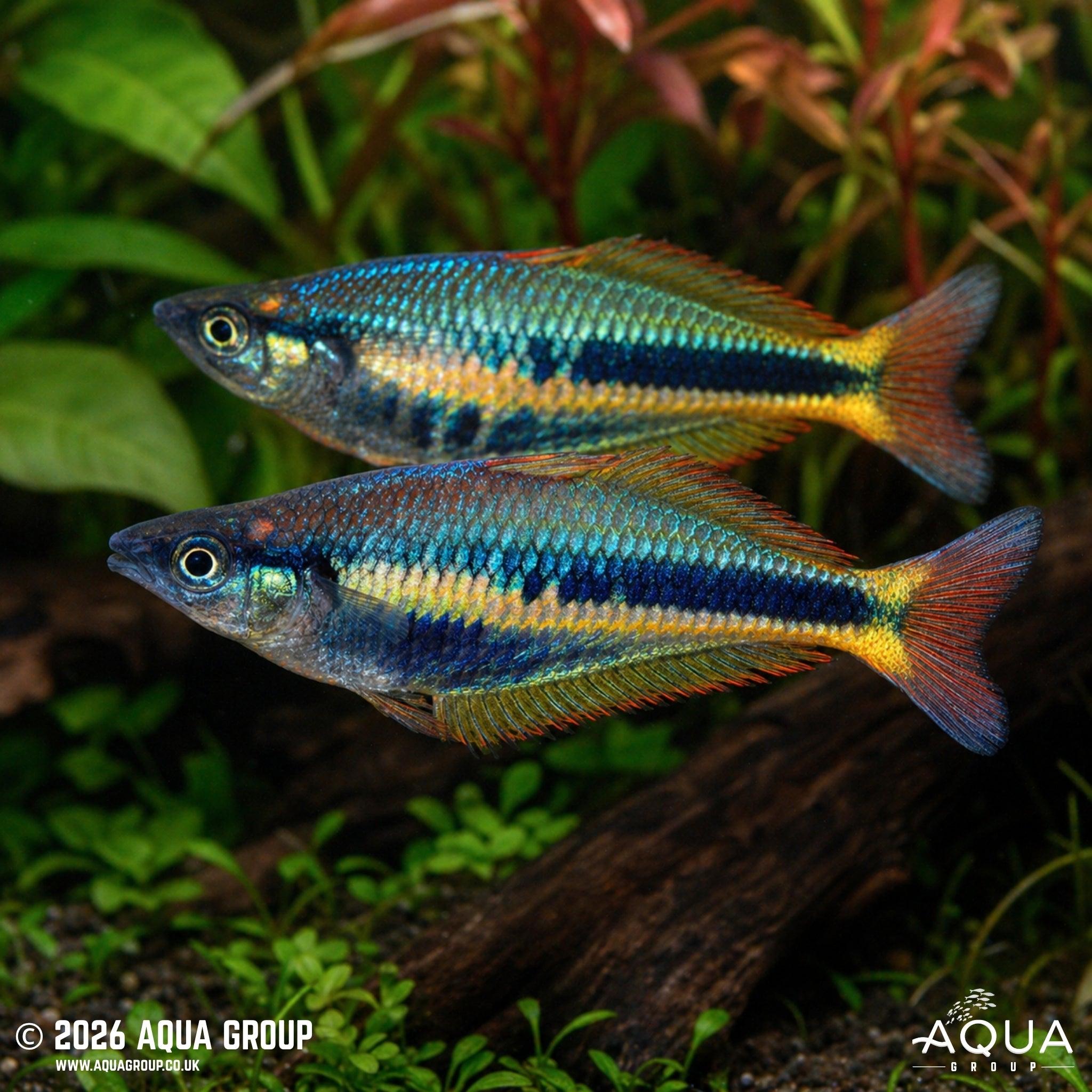 Wapoga Rainbowfish - Chilaterina alleni "Wapoga"