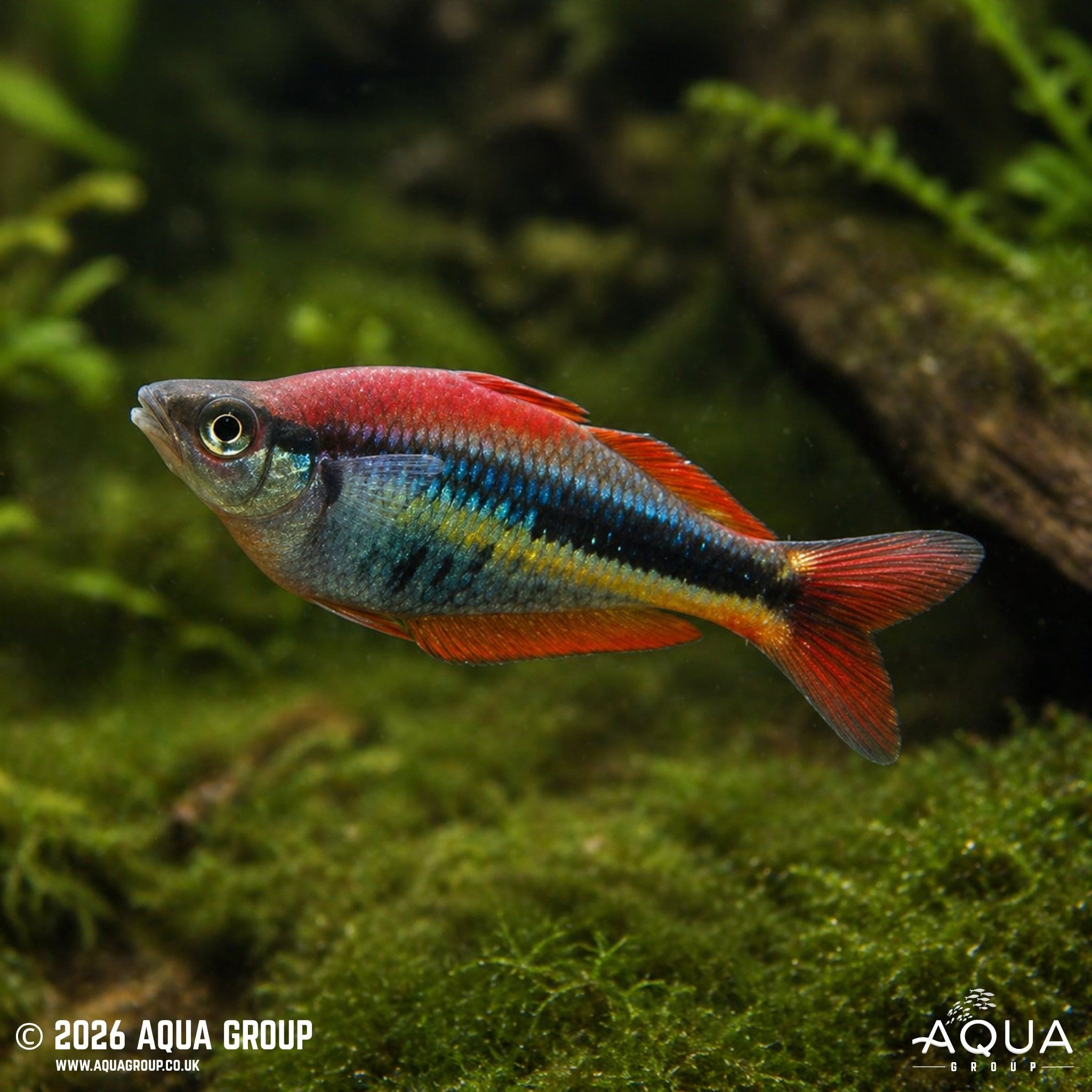 Wapoga Red Rainbowfish - Chilatherina Alleni