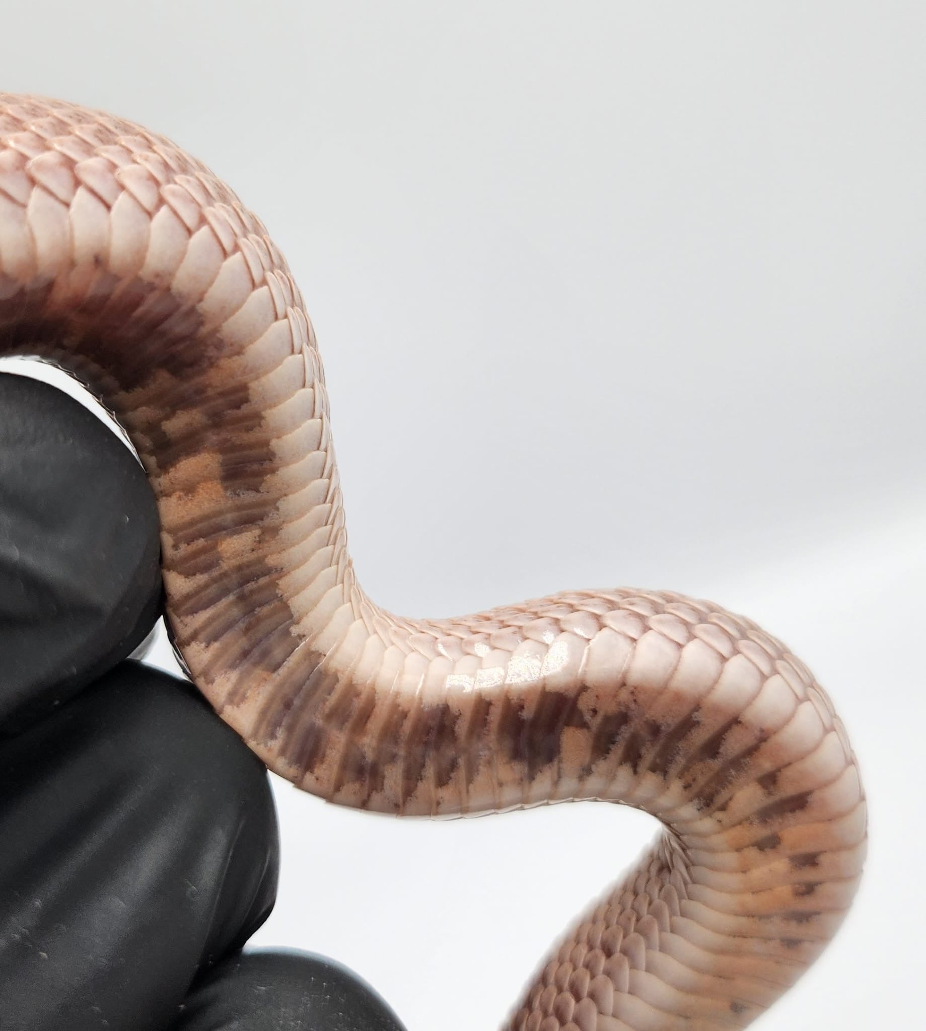 Lavender Superconda 66% het Permafrost Western Hognose