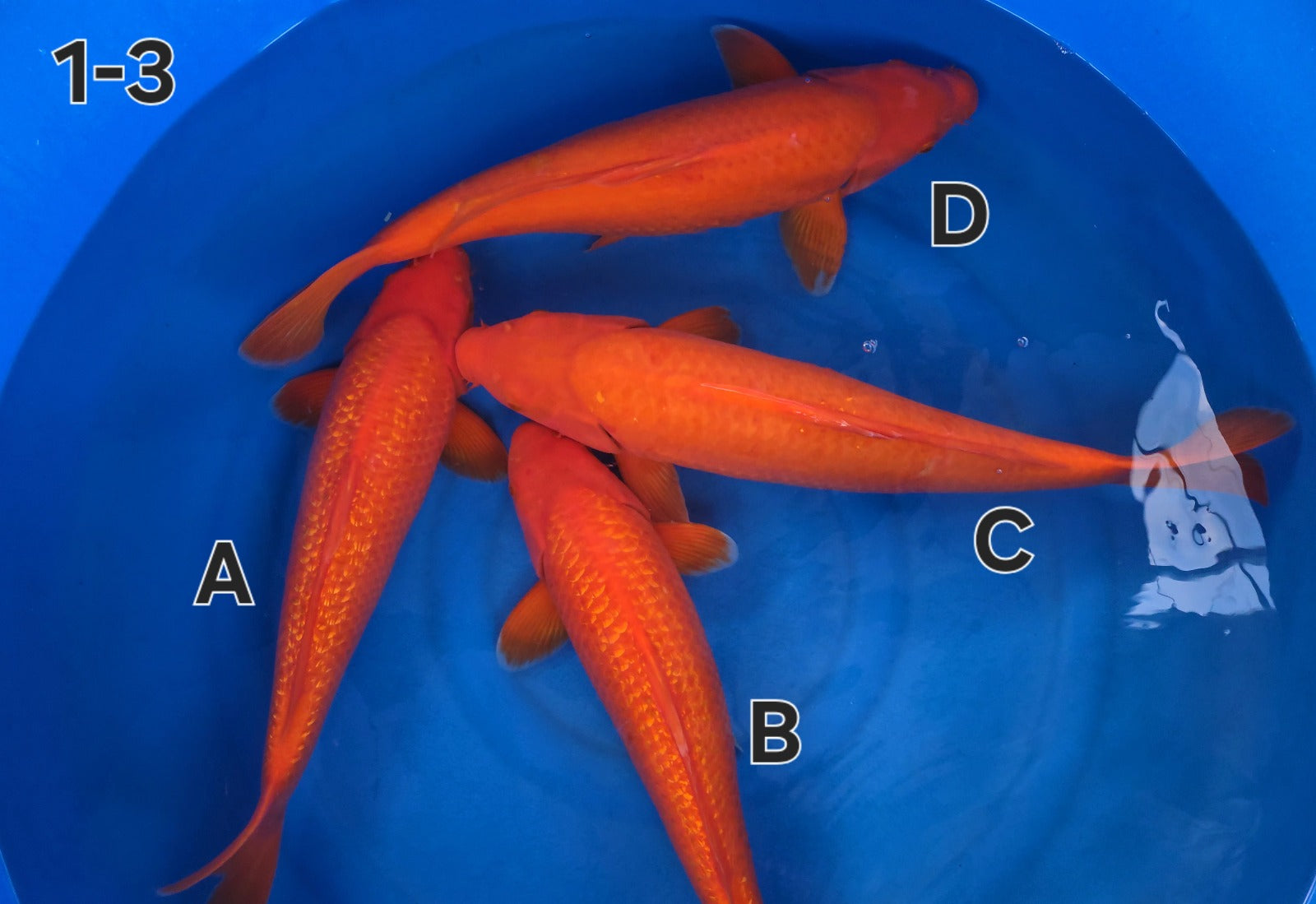 Gin Rin Benigoi - Ogata - Nisai - #01-3 D