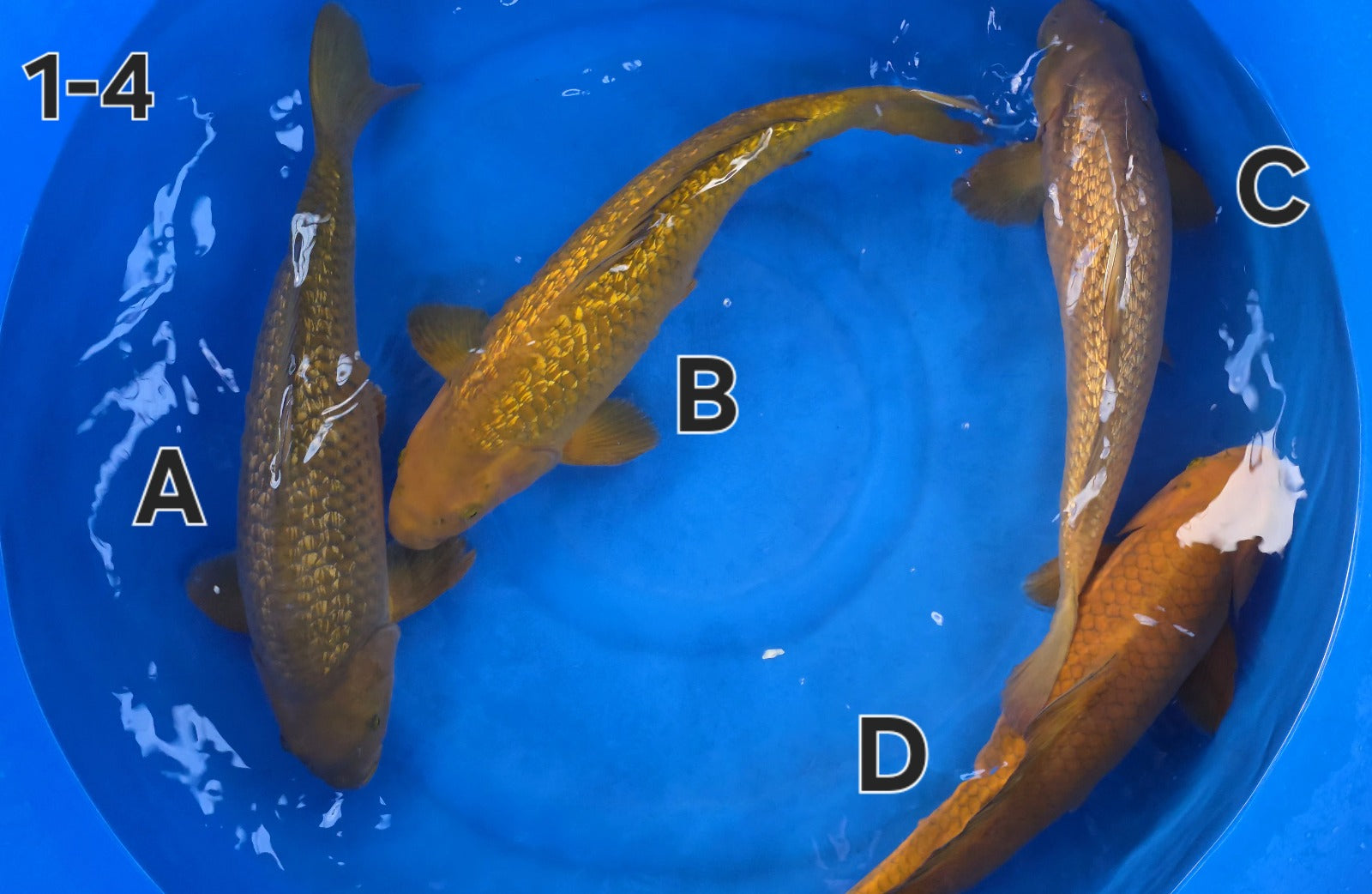 Gin Rin Chagoi - Ogata - Nisai - #01-4 A