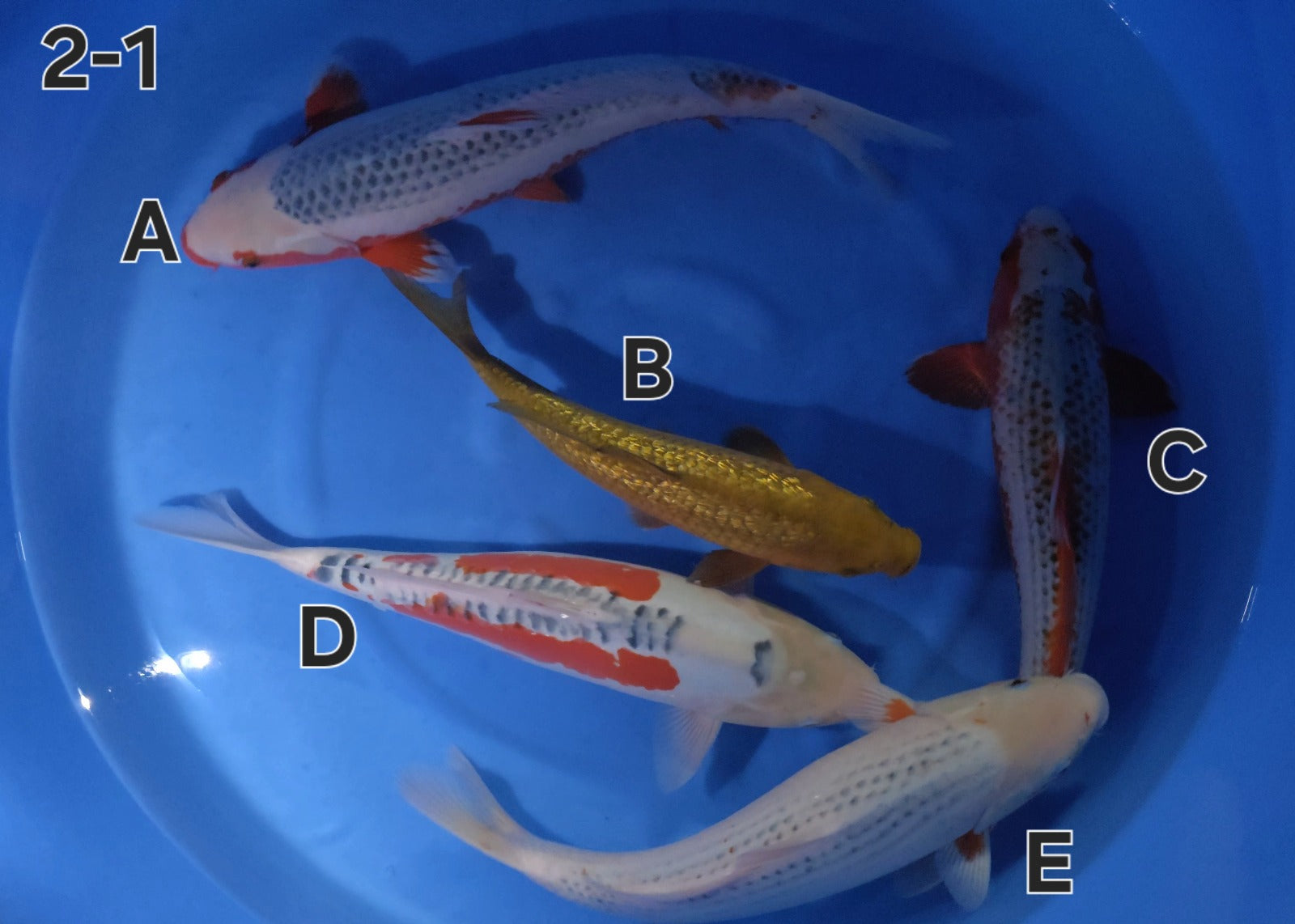 Gin Rin Chagoi - Ogata - Nisai - #02-1 B