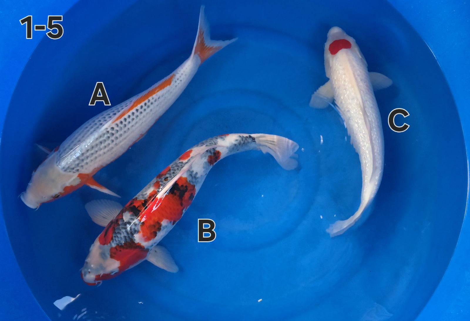 Showa - Ogata - Nisai - #01-5 B