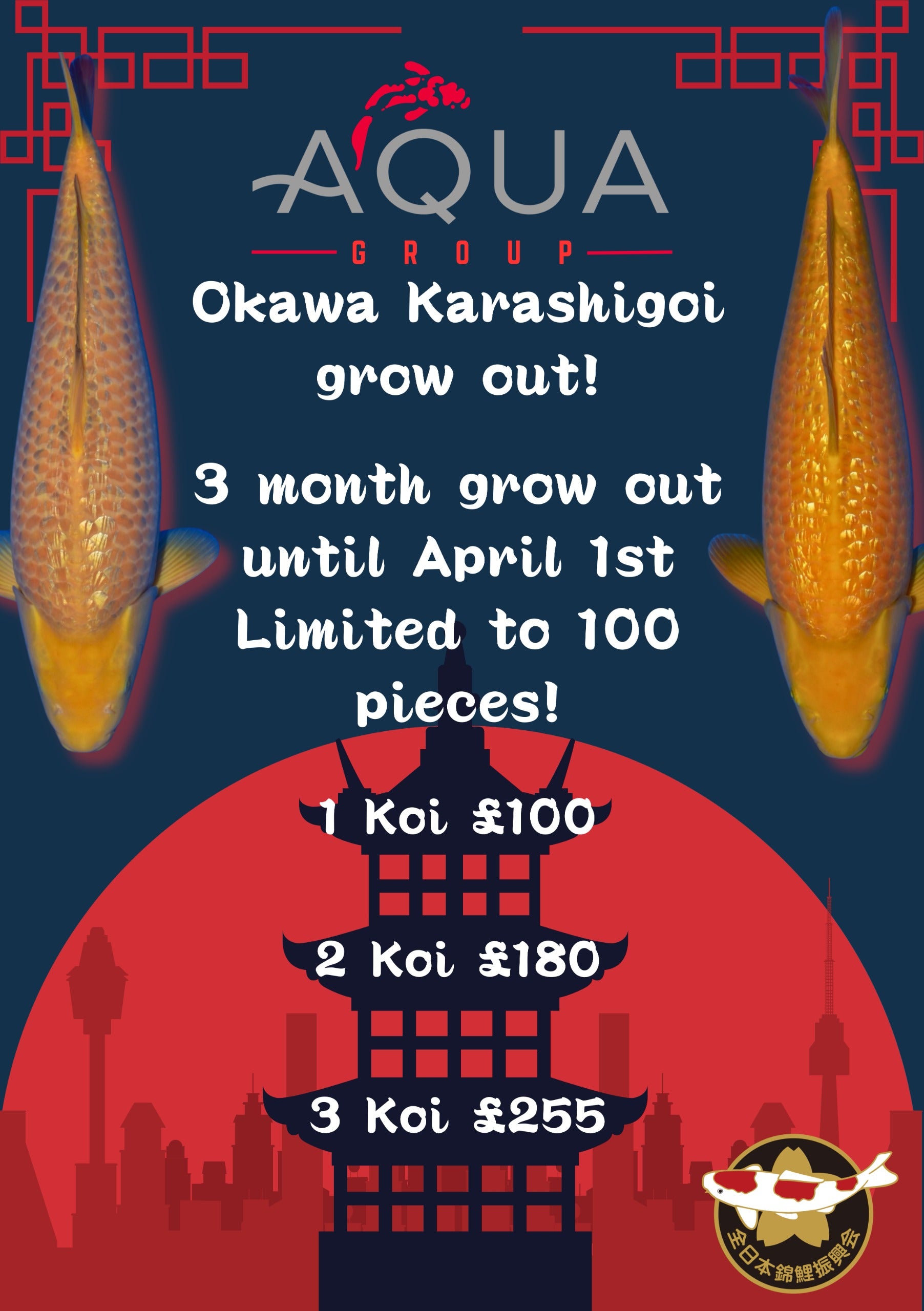 Karashigoi & Gin Rin Karashigoi - Okawa - Tosai - Includes Growing!