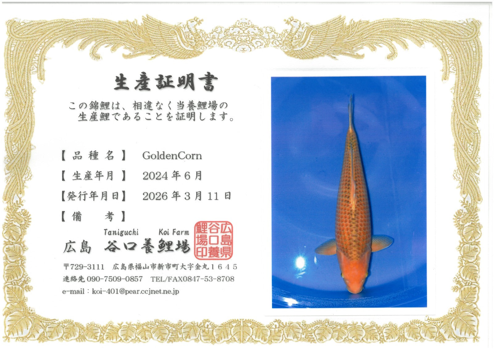 Golden Corn - Taniguchi - Nisai - #02