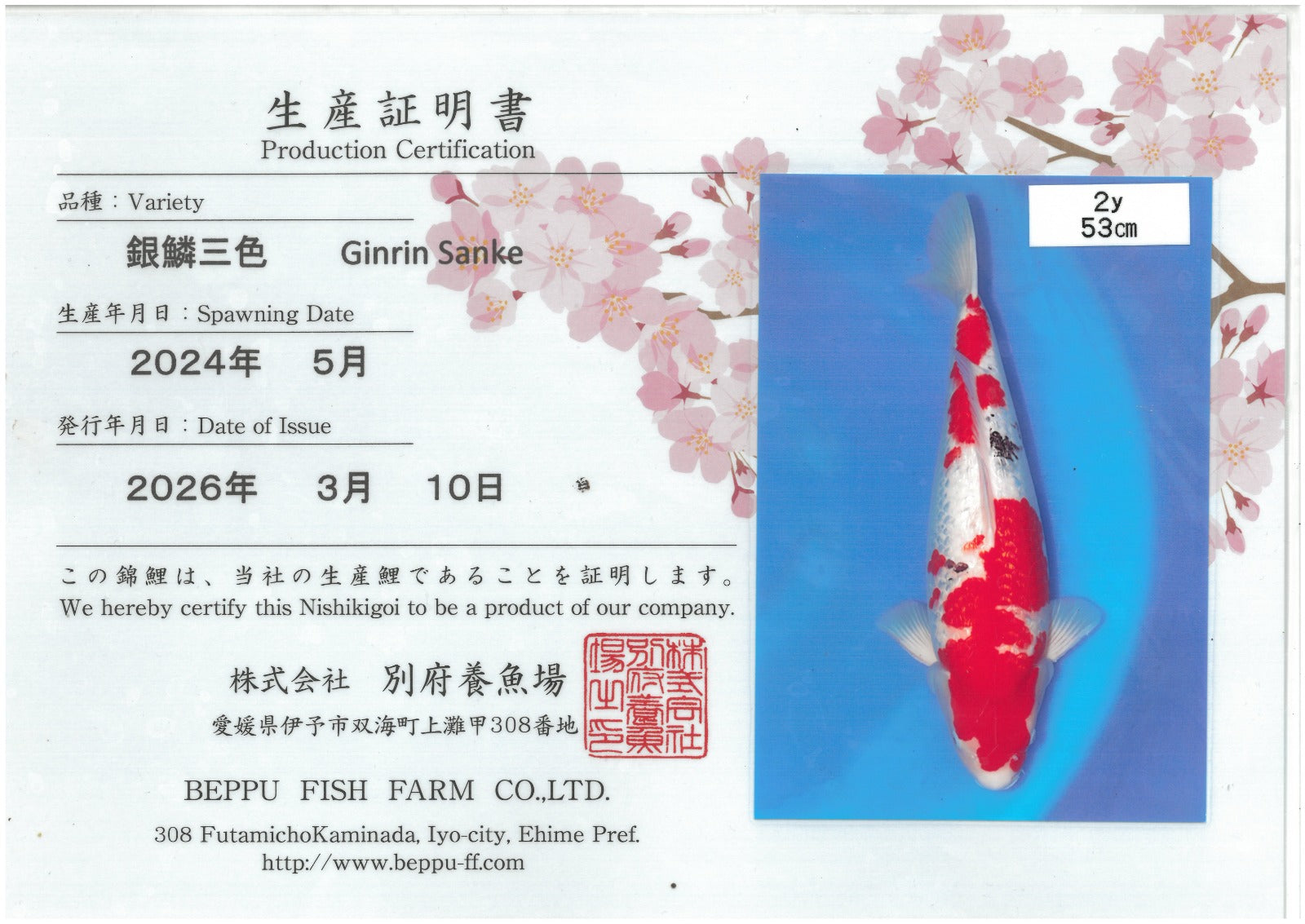 Gin Rin Sanke - Beppu - Nisai - #02