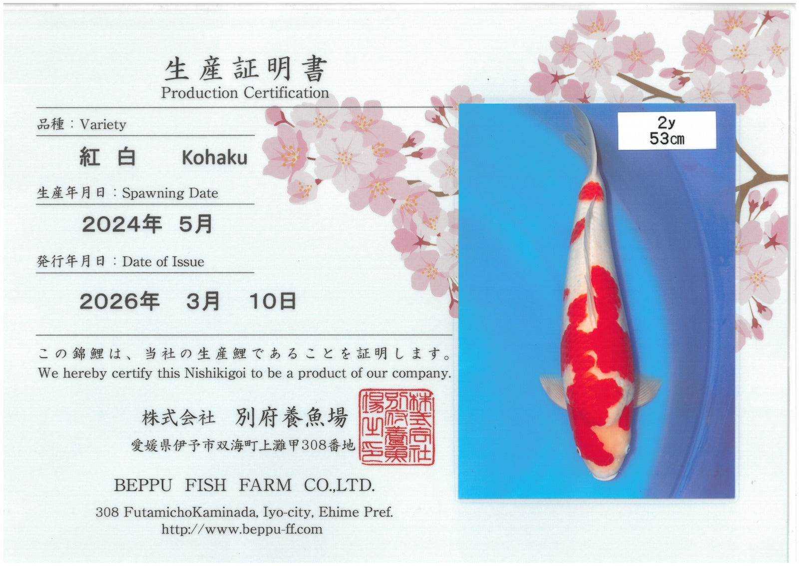 Kohaku - Beppu - Nisai - #01