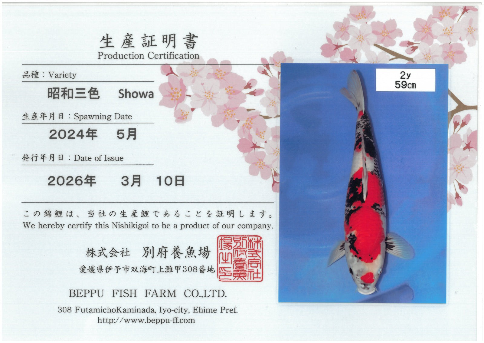 Showa - Beppu - Nisai - #01