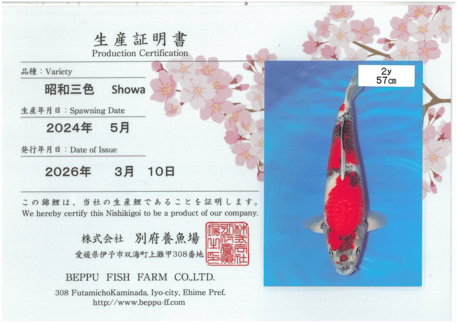 Showa - Beppu - Nisai - #02