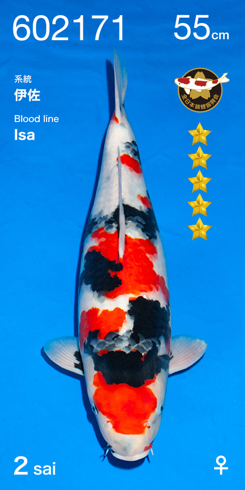 Showa - Ogata - Nisai - #05 (Azukari)